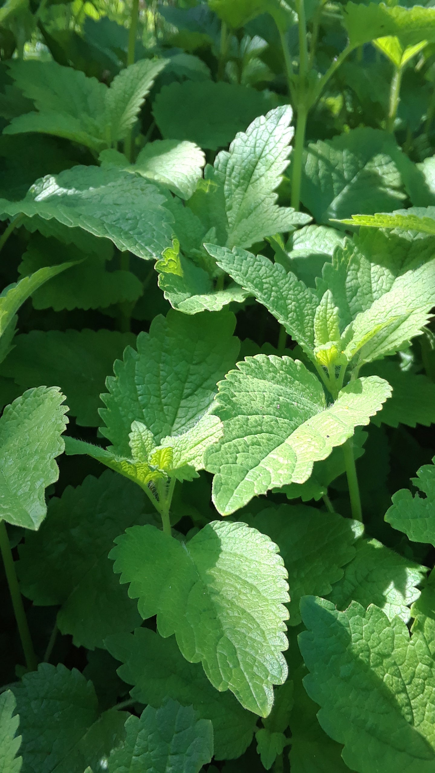 Lemon Balm ~ Jupiter Tincture