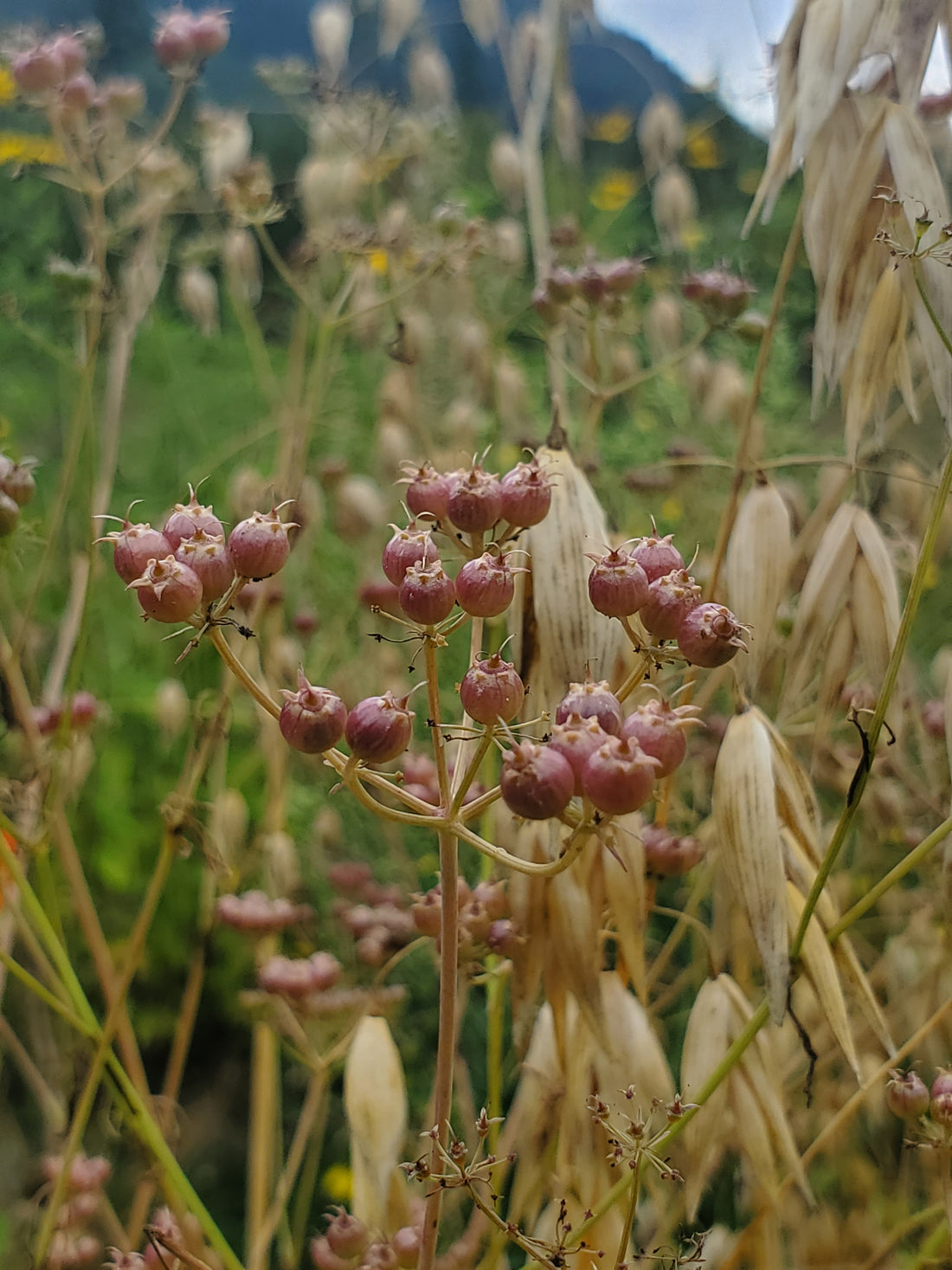 Cilantro Seeds