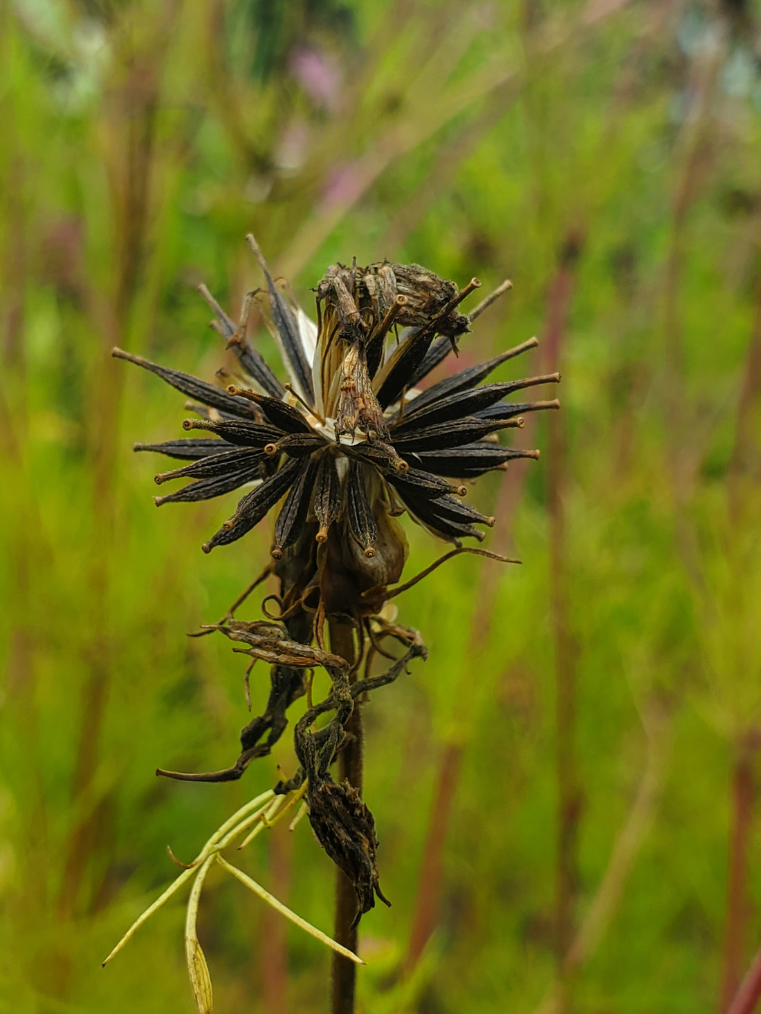 Cosmo Flower Seeds