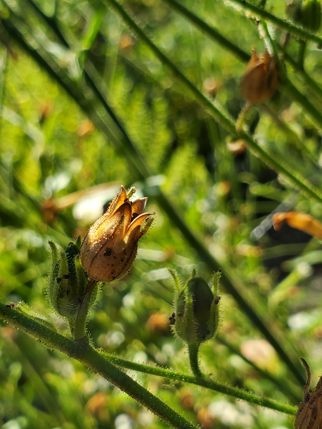 Coyote Tabacco Seeds