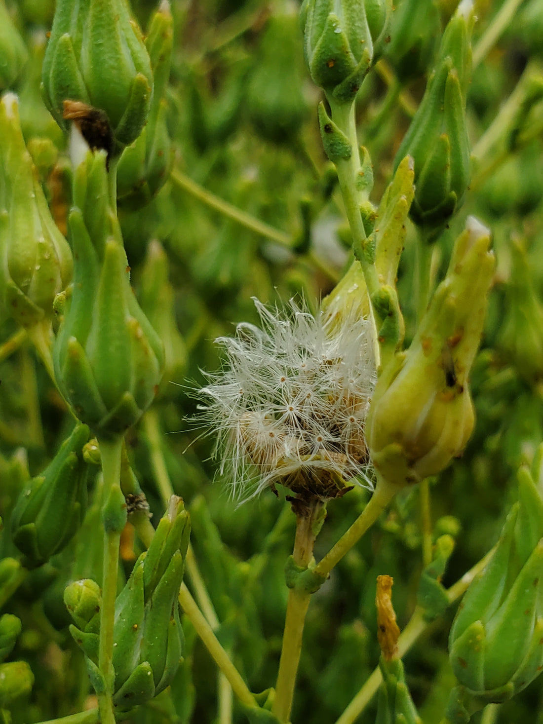 Romaine Lettuce Seeds