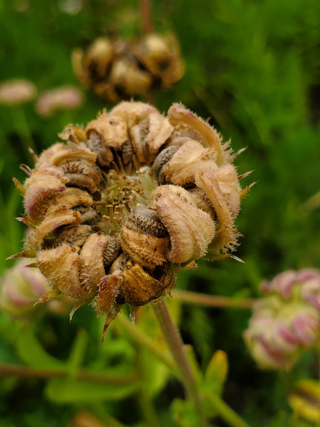 Calendula Seeds