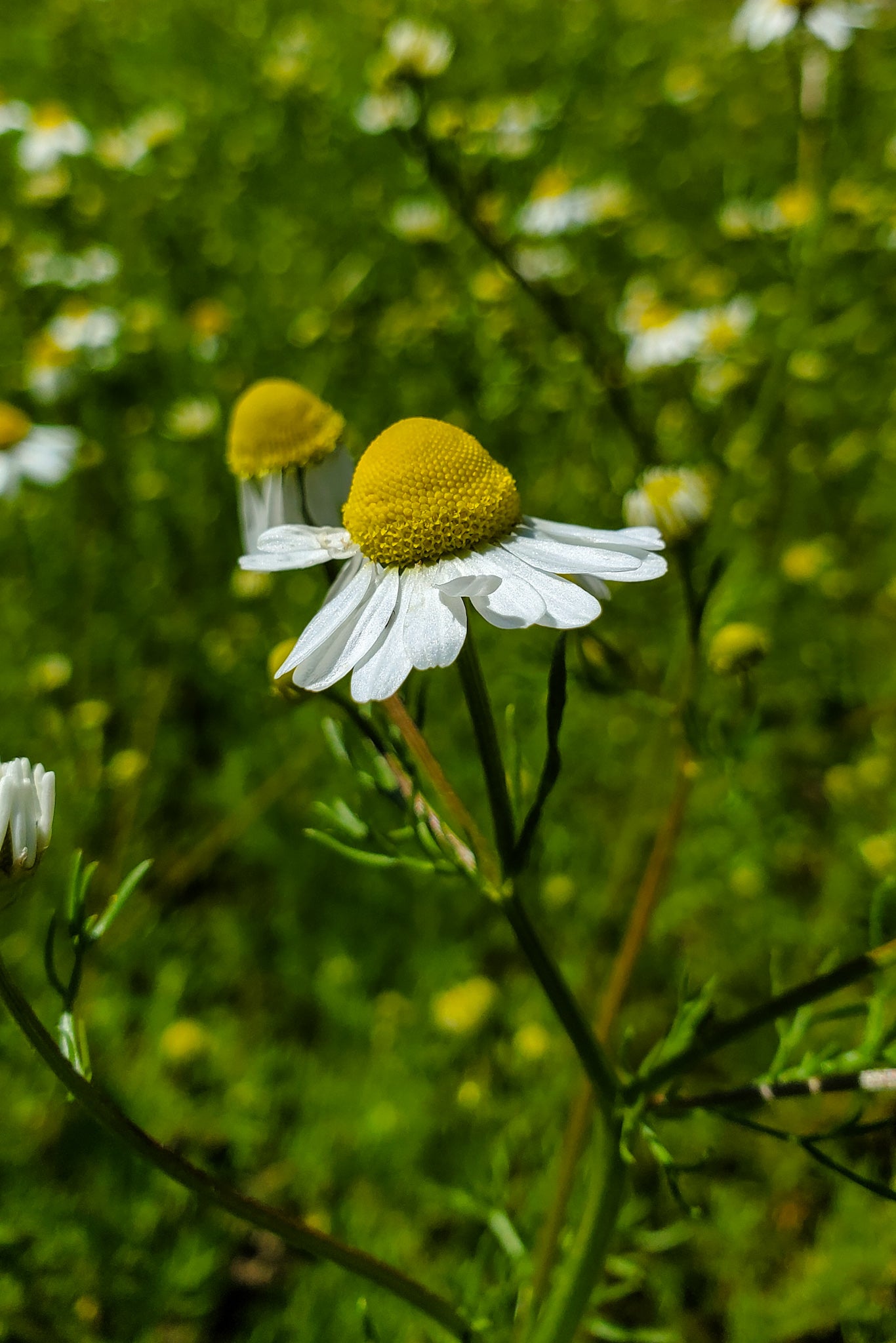 Chamomile Tincture