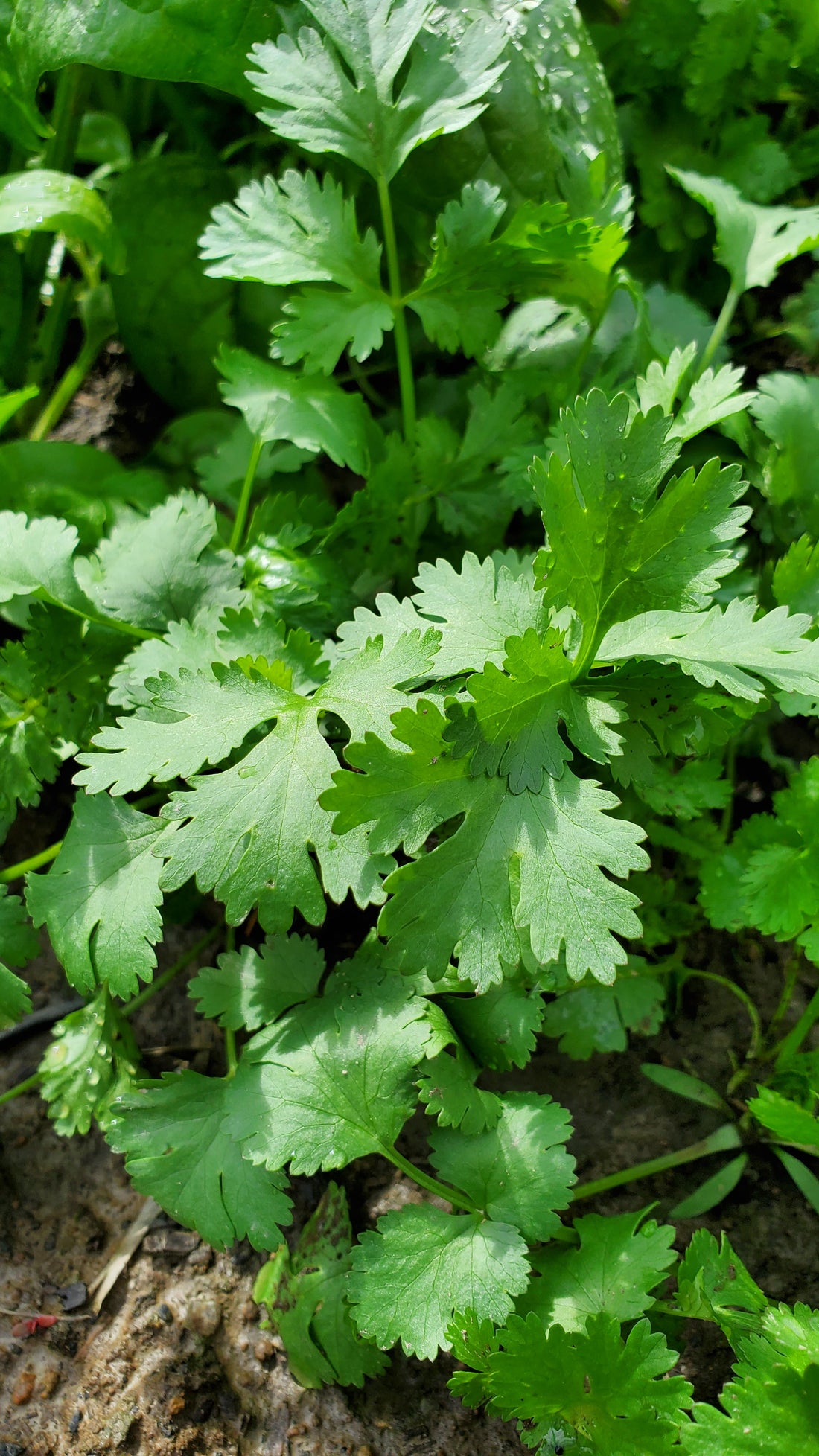 Cilantro Seeds