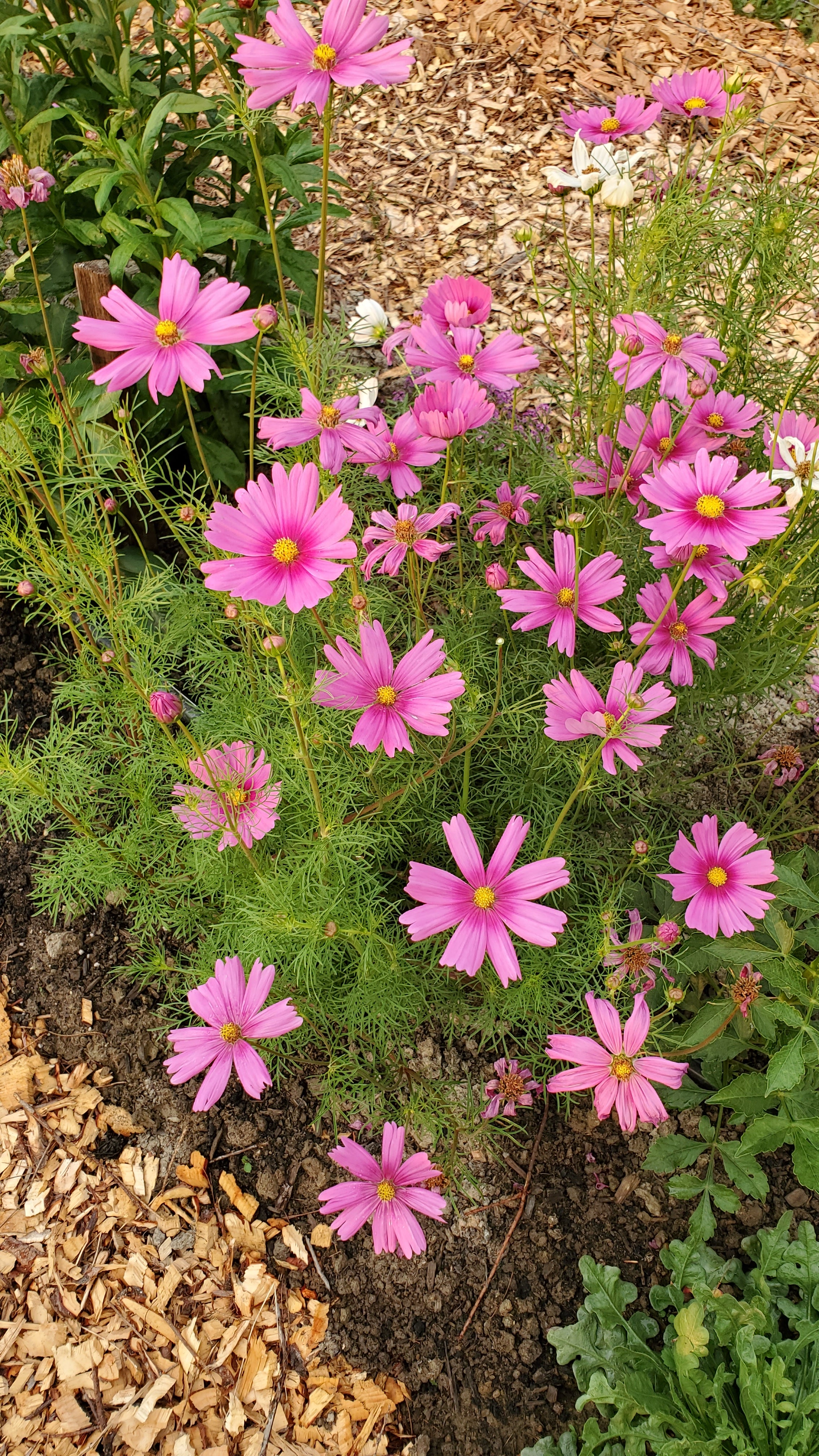 Cosmo Flower Seeds