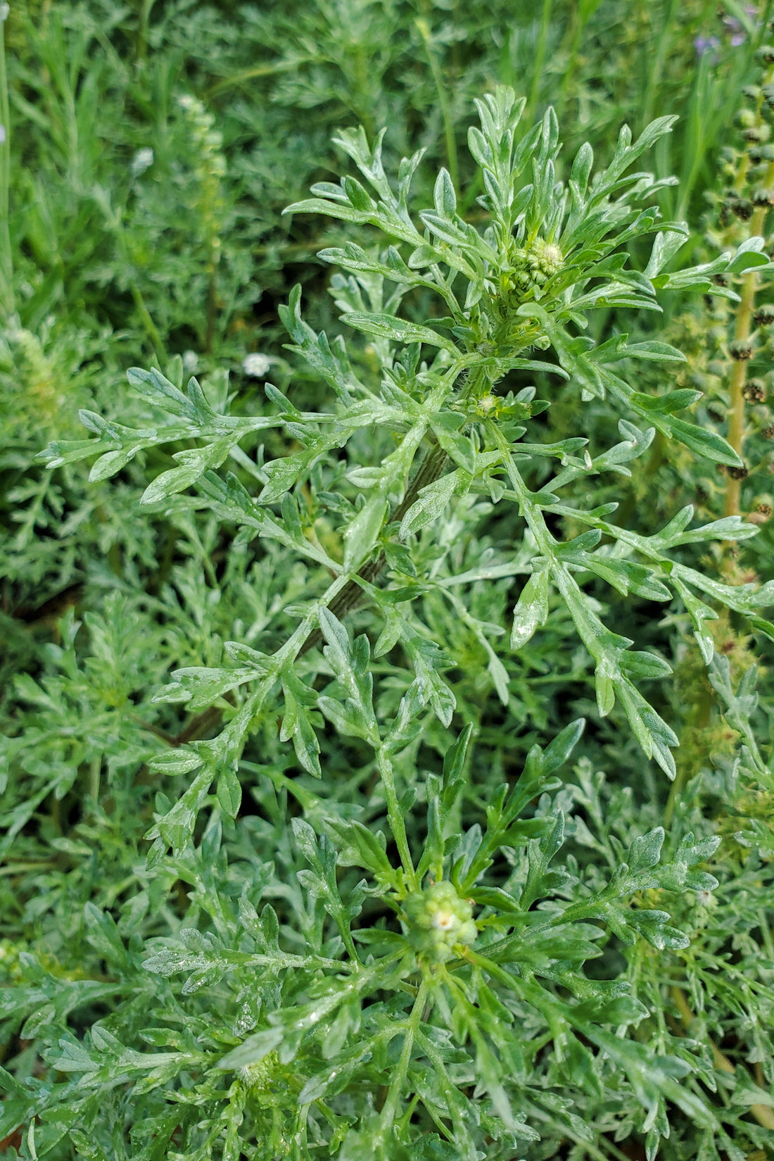Allergy Aid Tincture