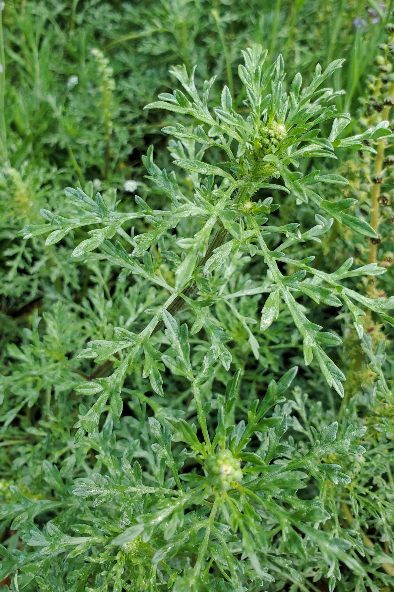 Allergy Aid Tincture