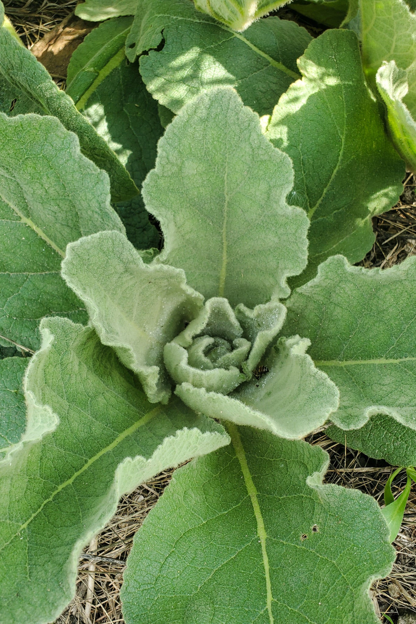 Mullein Tincture
