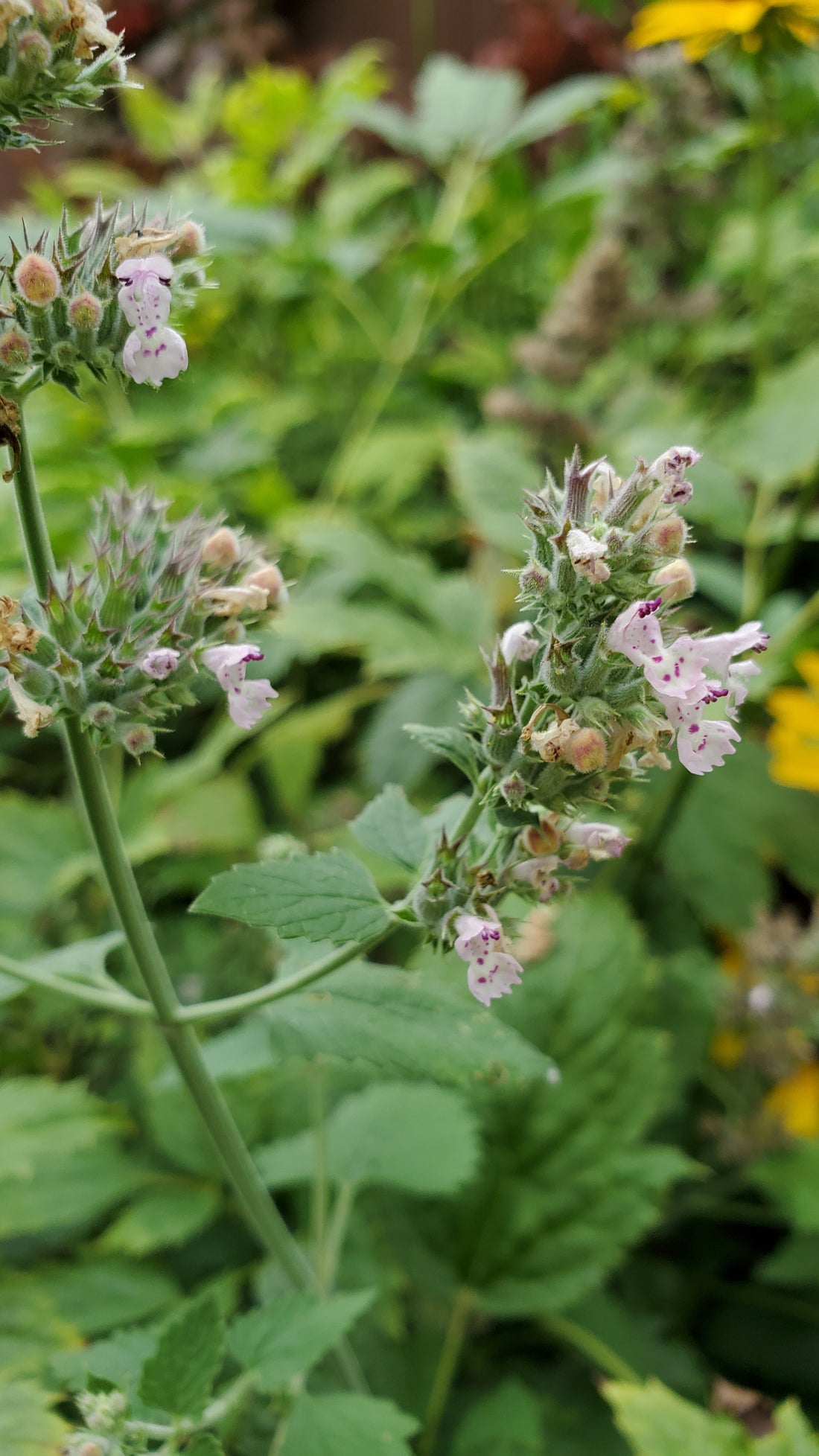 Catnip Seeds