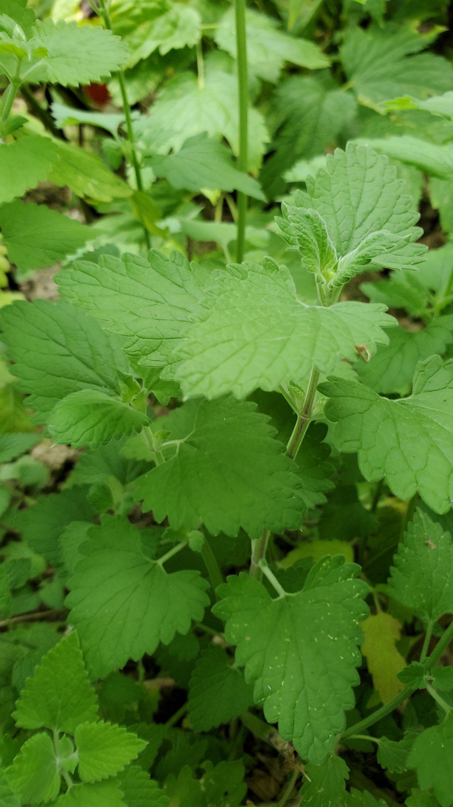 Catnip Seeds