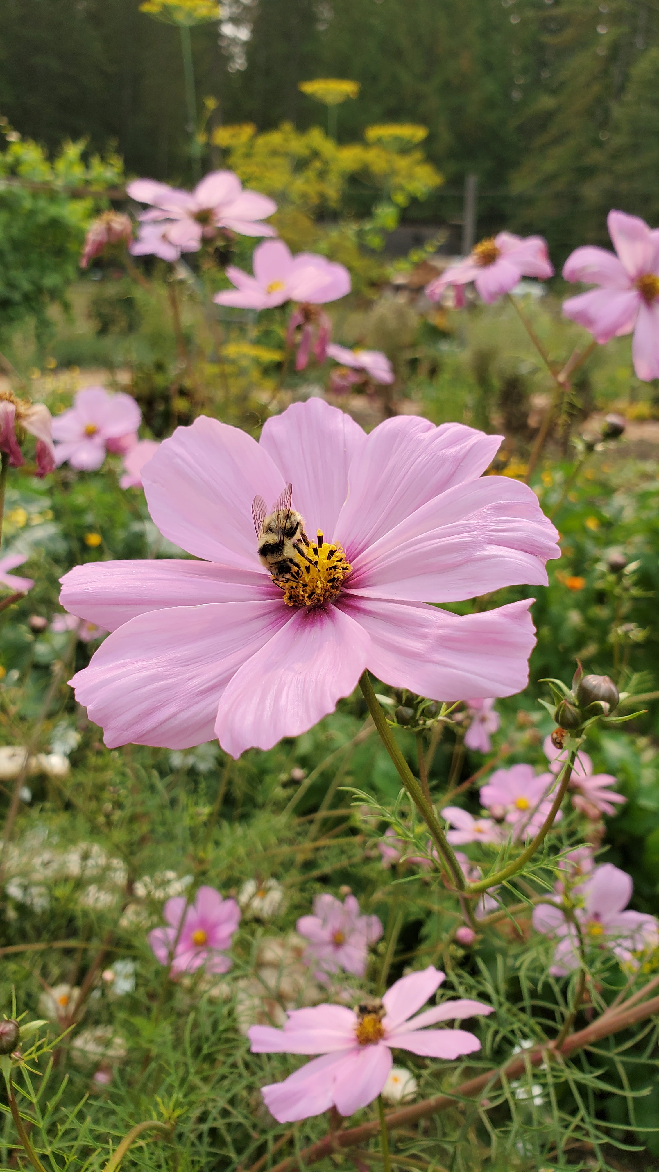 Cosmo Flower Seeds