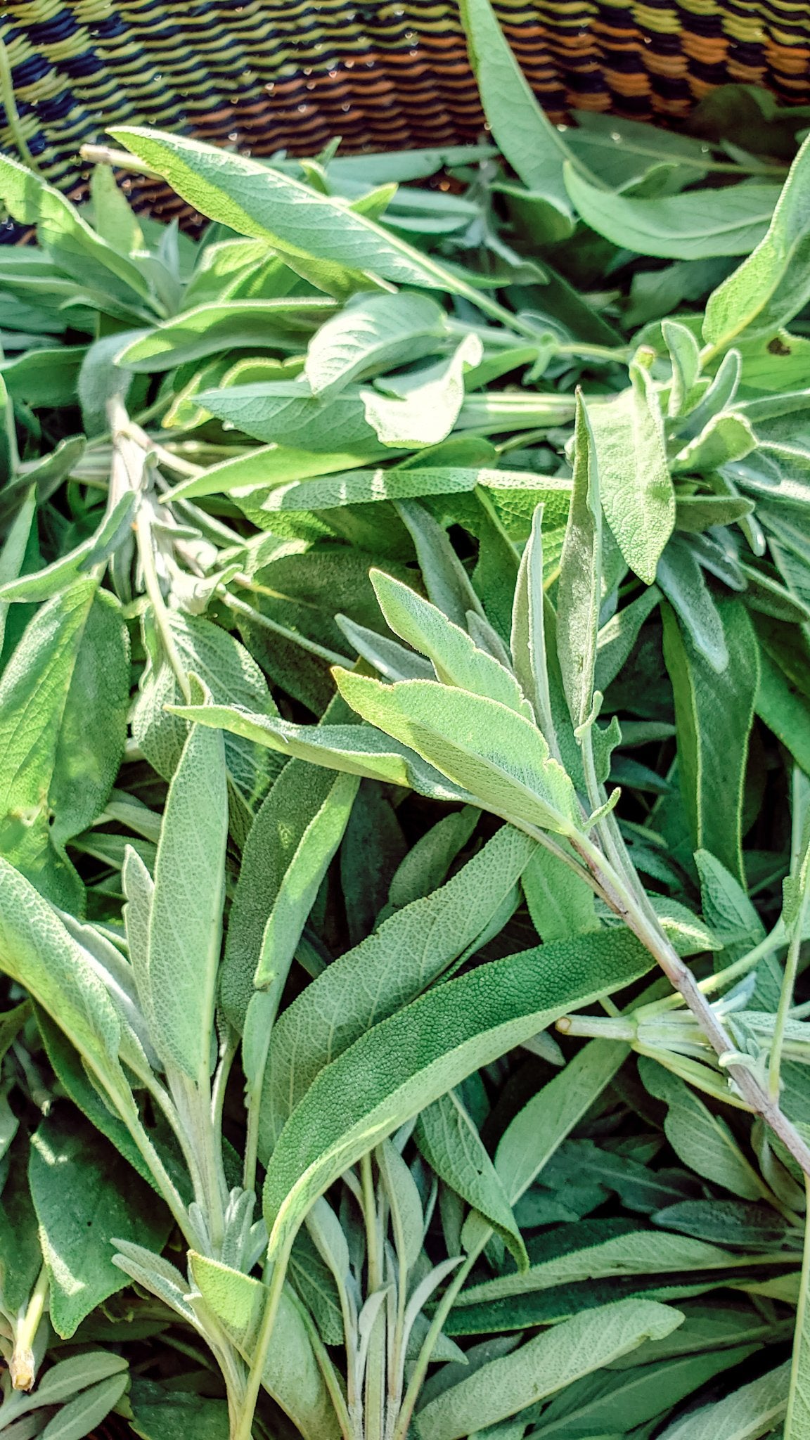 Sage ~ Mercury Tincture