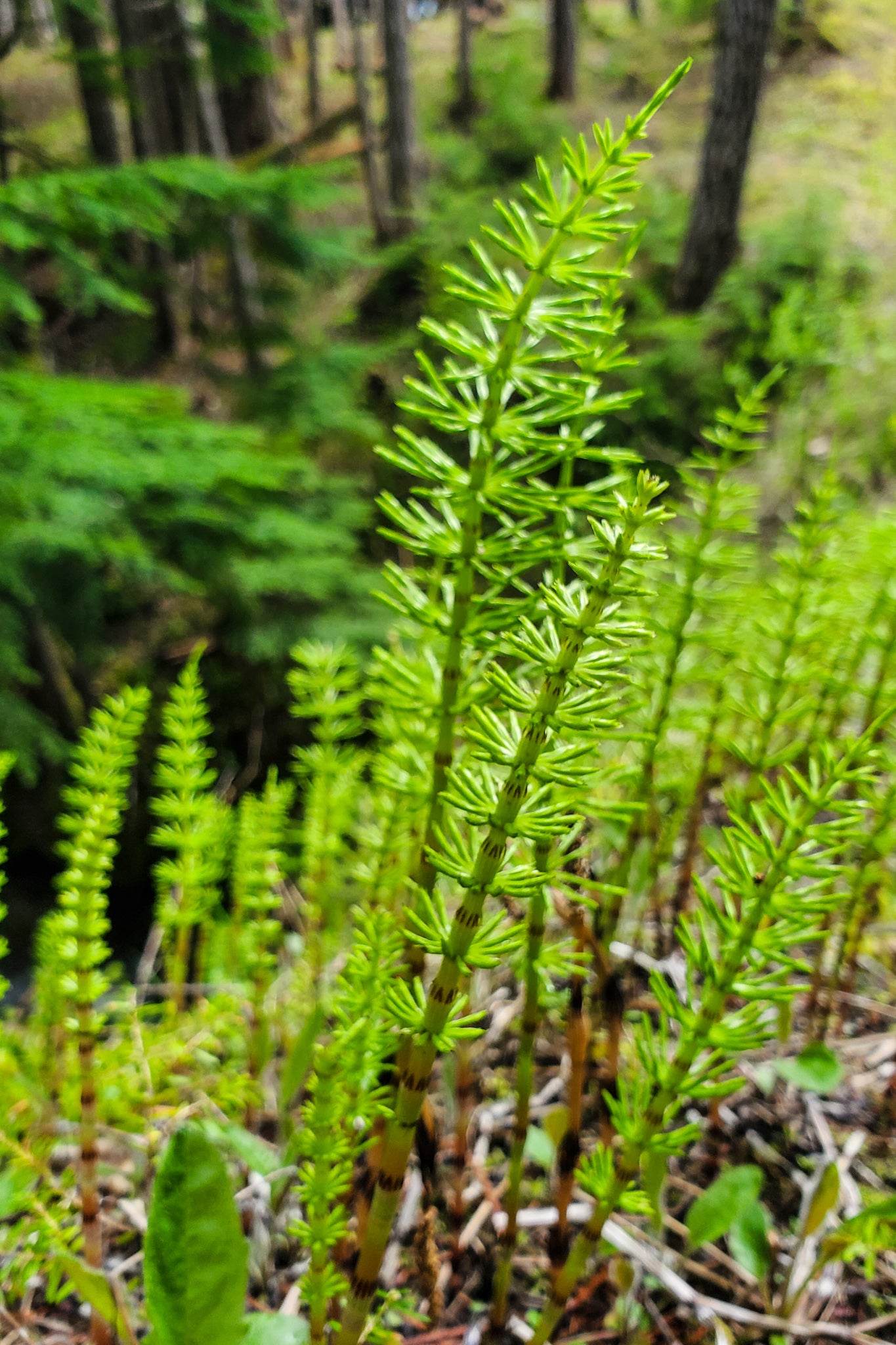 Horsetail Tincture