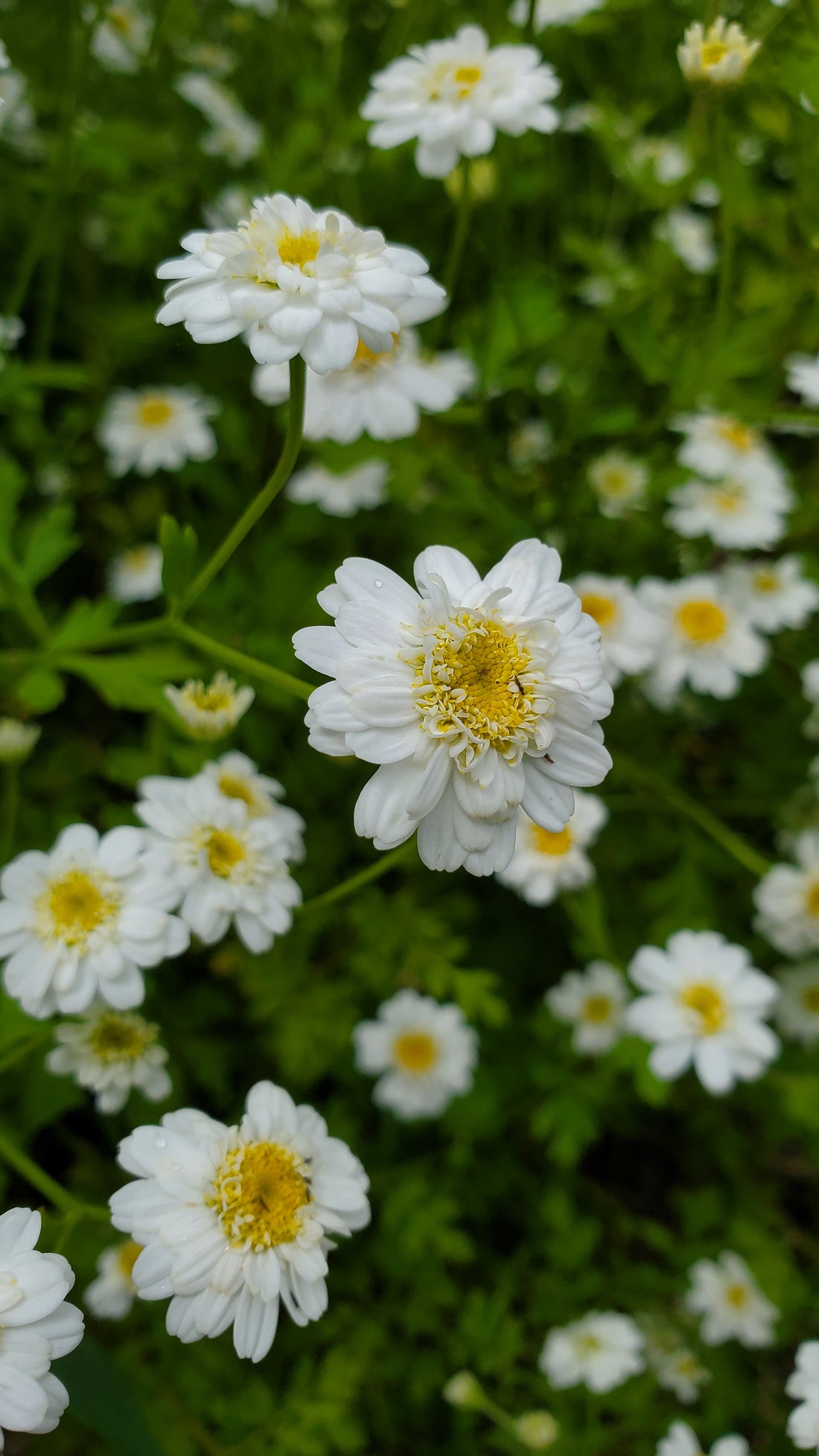 Feverfew Seeds