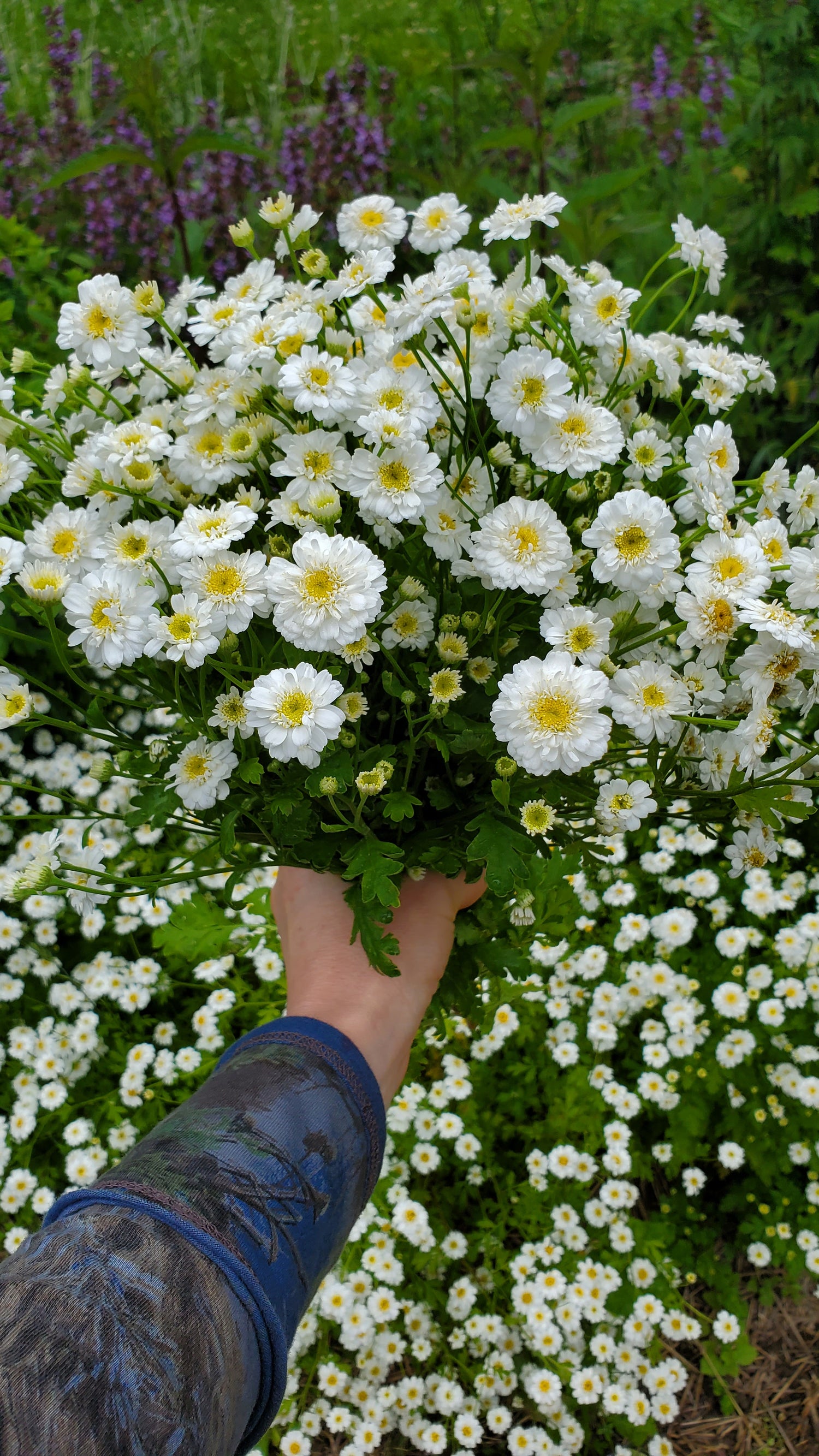 Feverfew Seeds