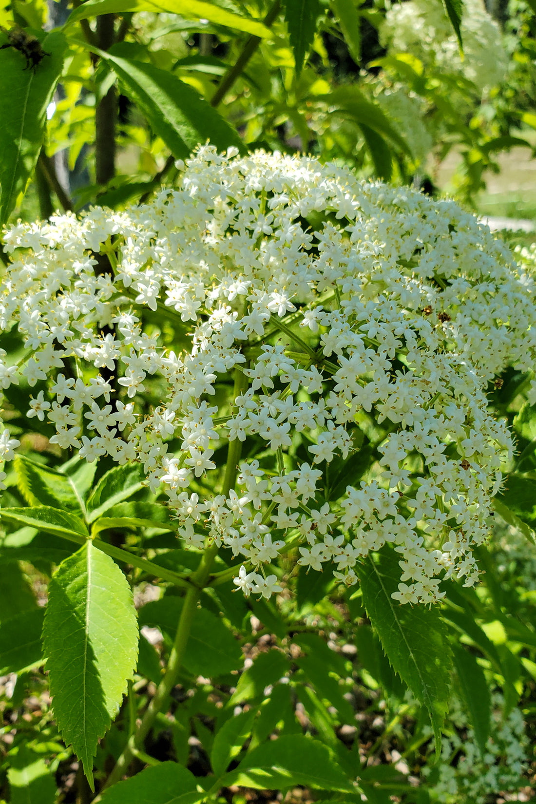 Sinus Relief Tincture