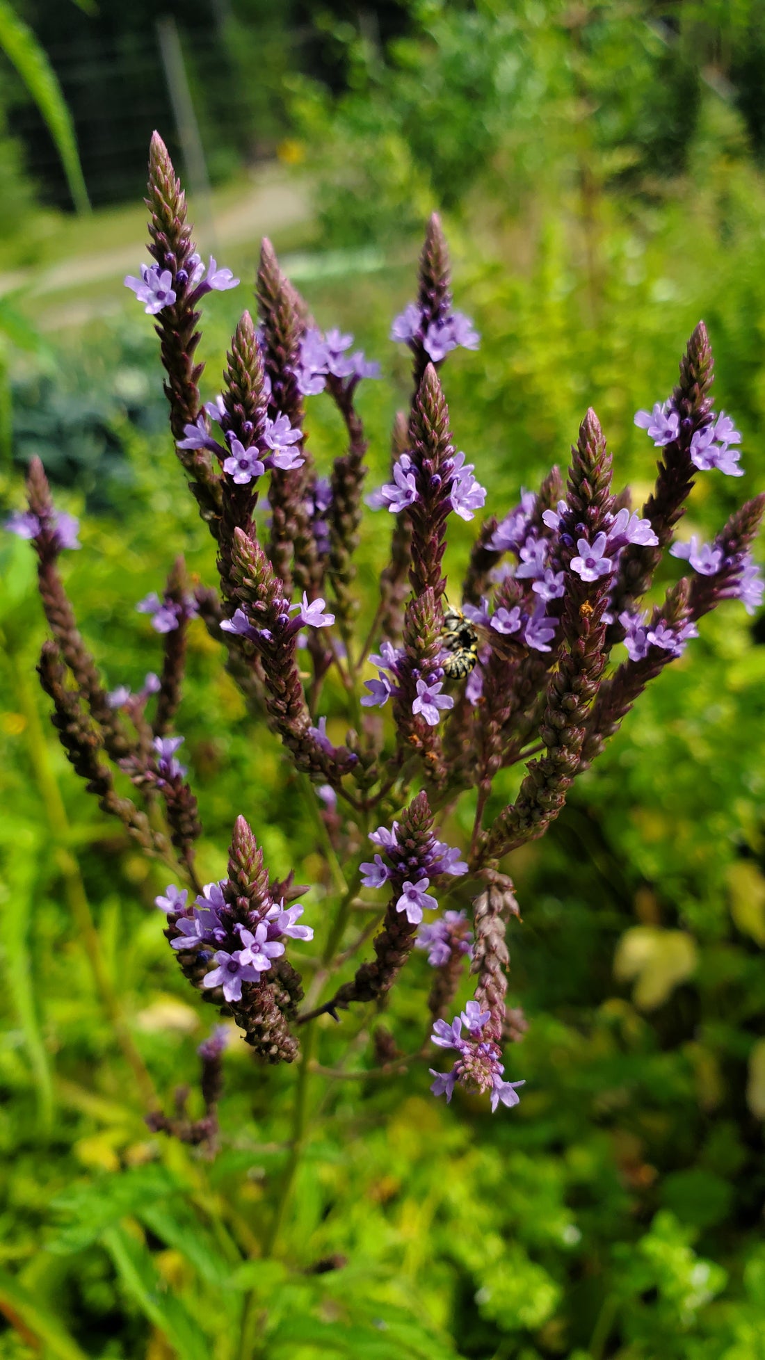 Blue Vervain Seeds