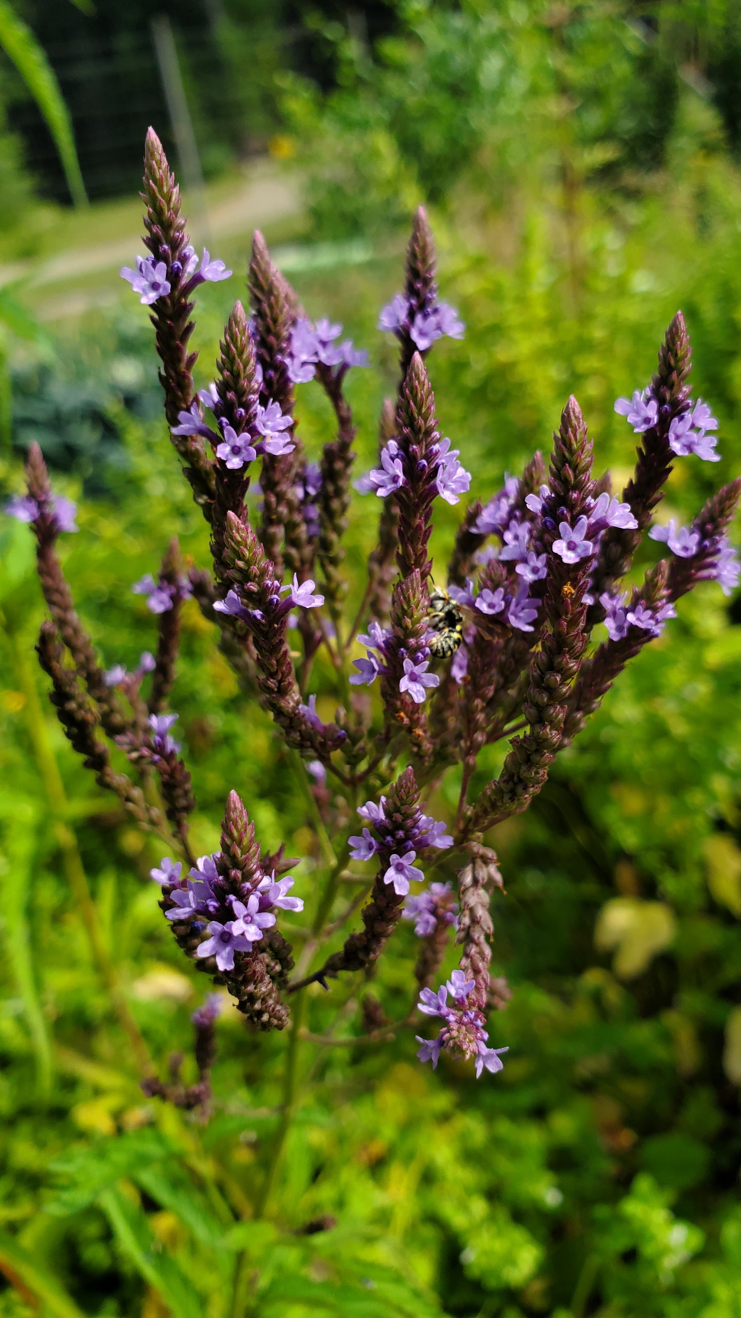 Blue Vervain Seeds