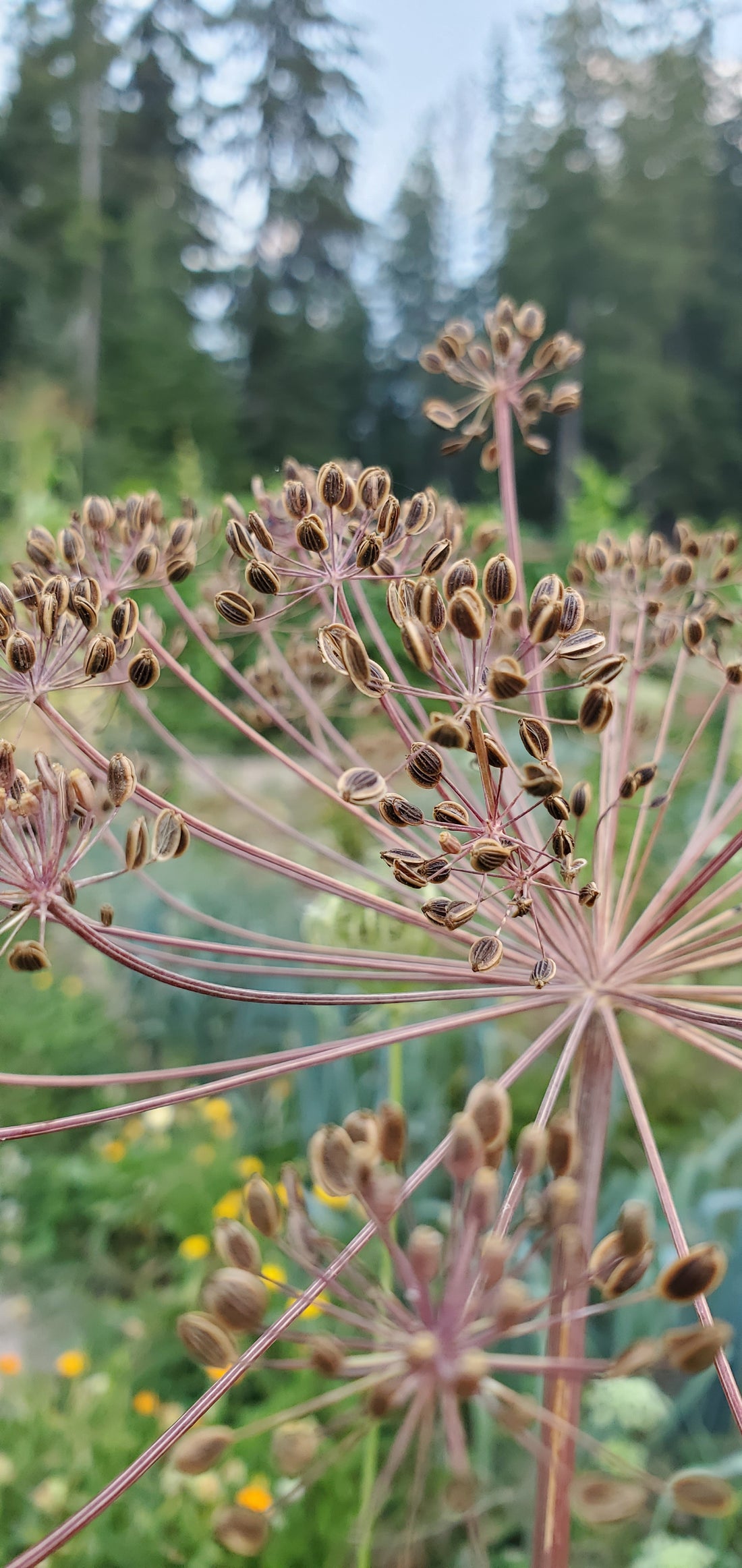 Dill Seeds