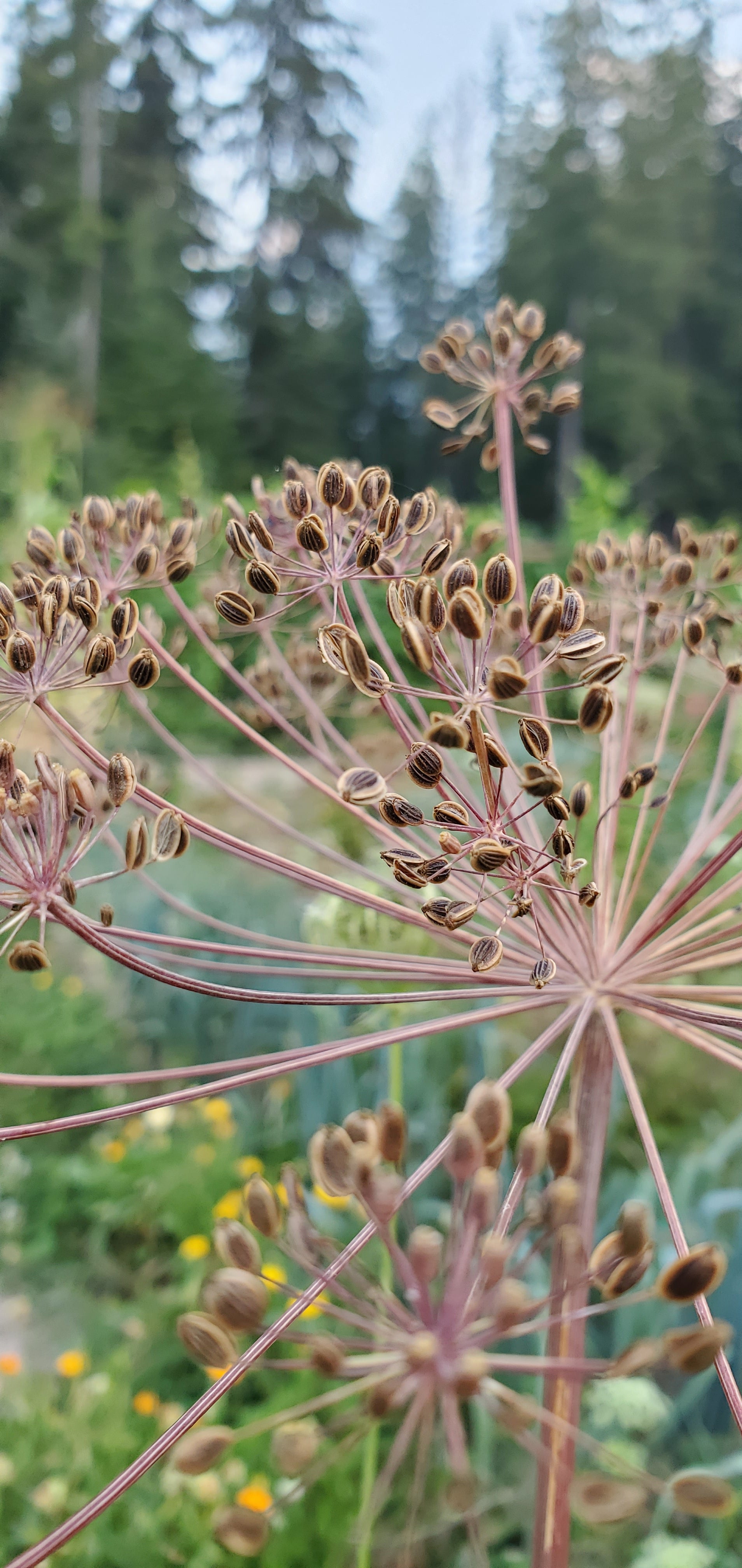 Dill Seeds