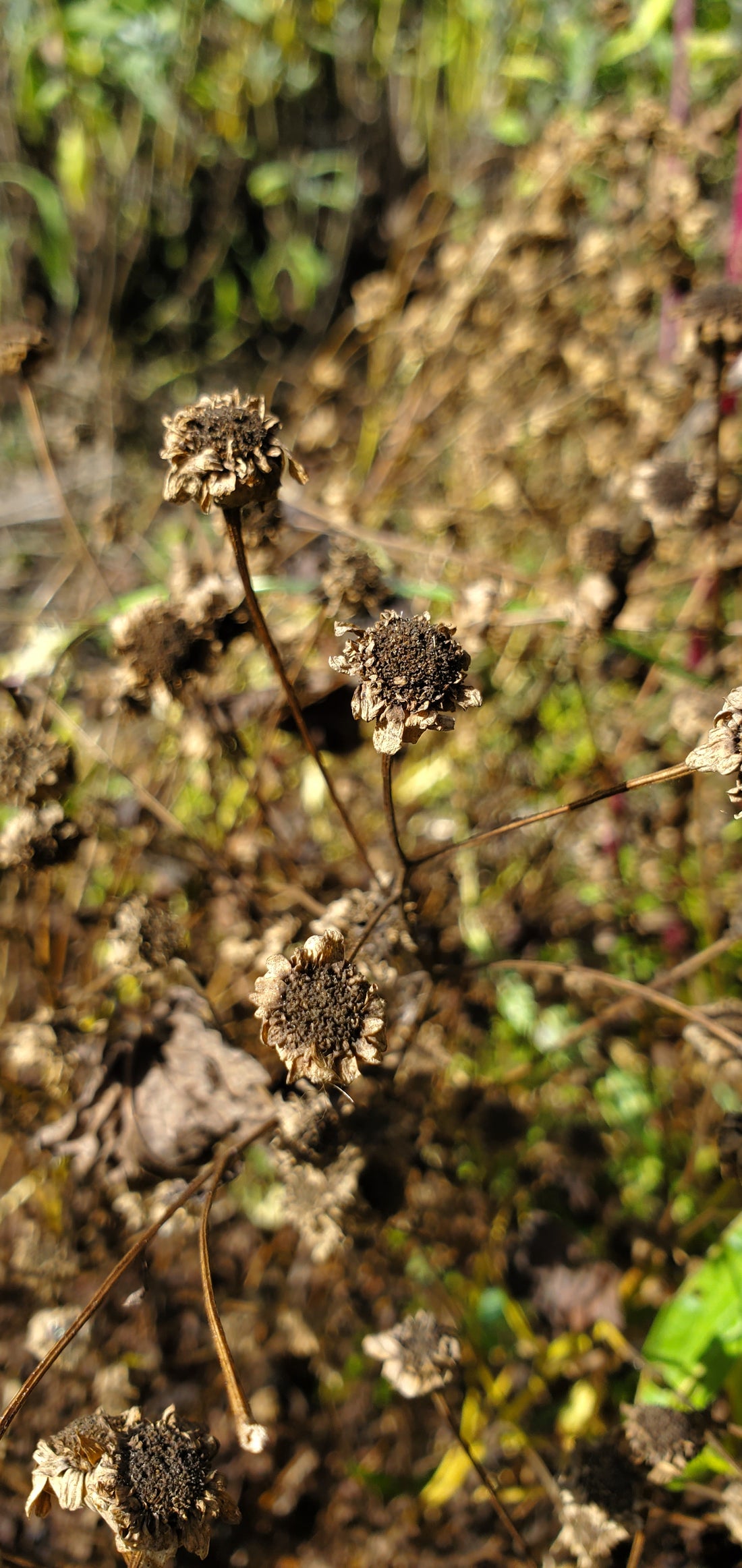 Feverfew Seeds