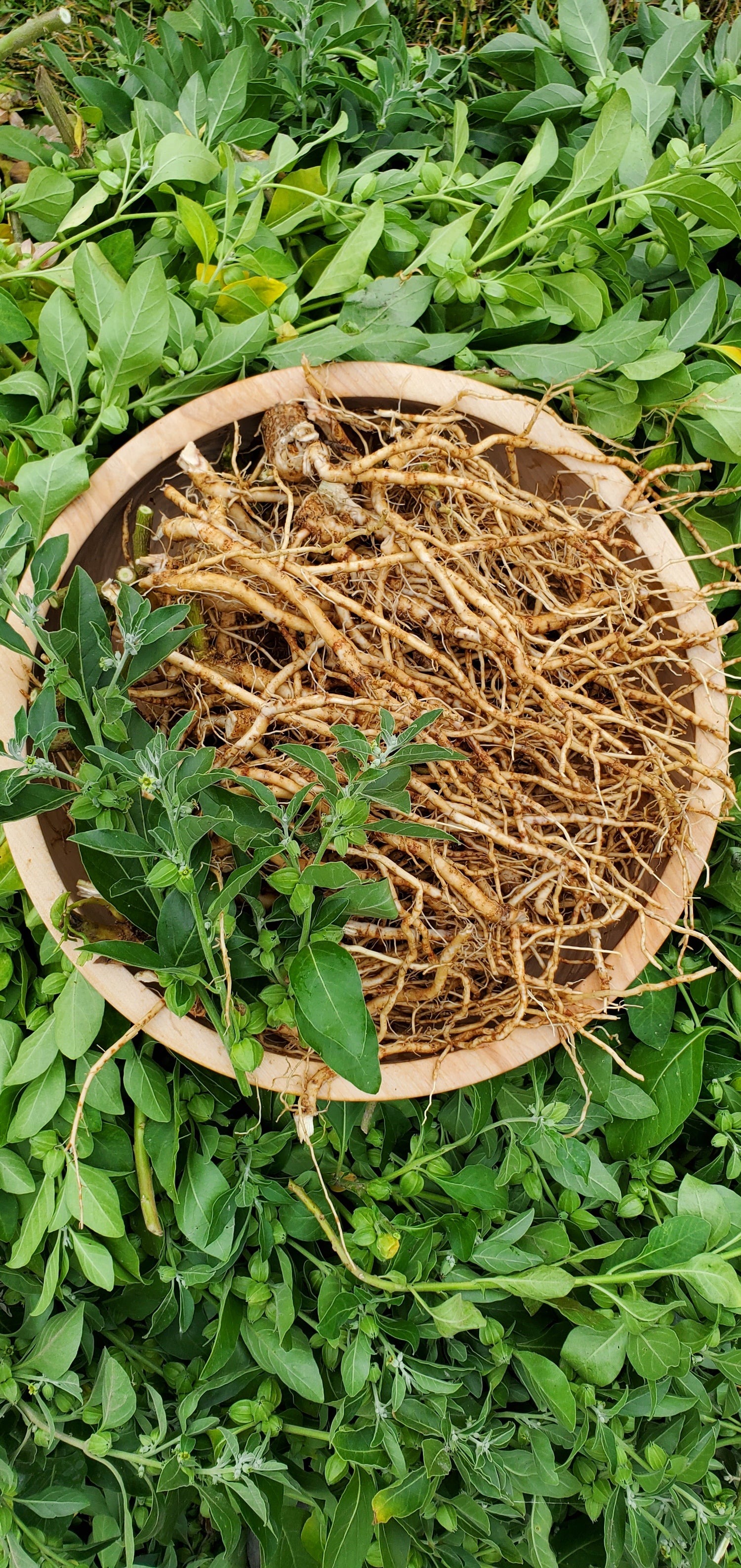 Ashwagandha Seeds