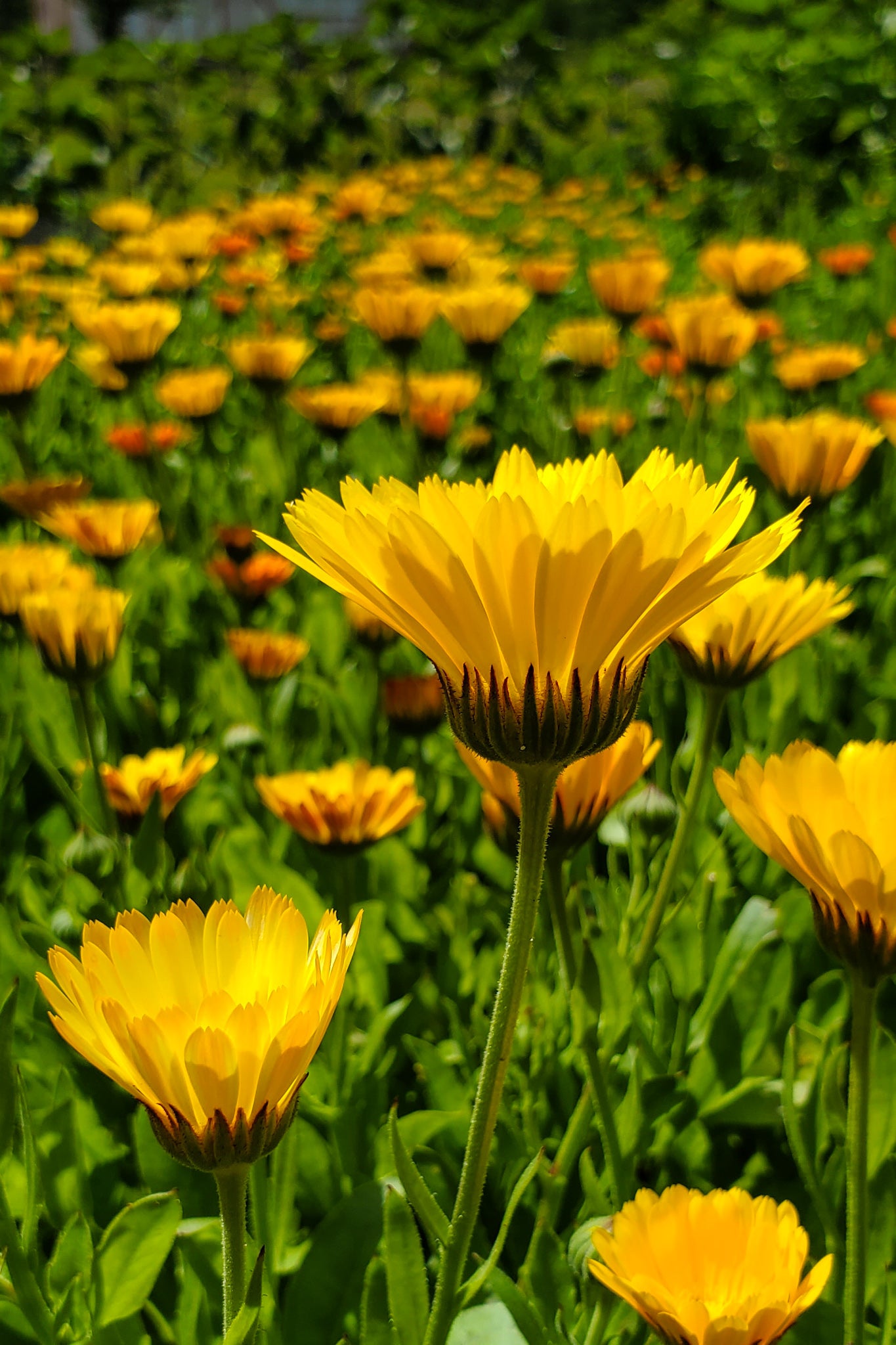 Calendula Tincture