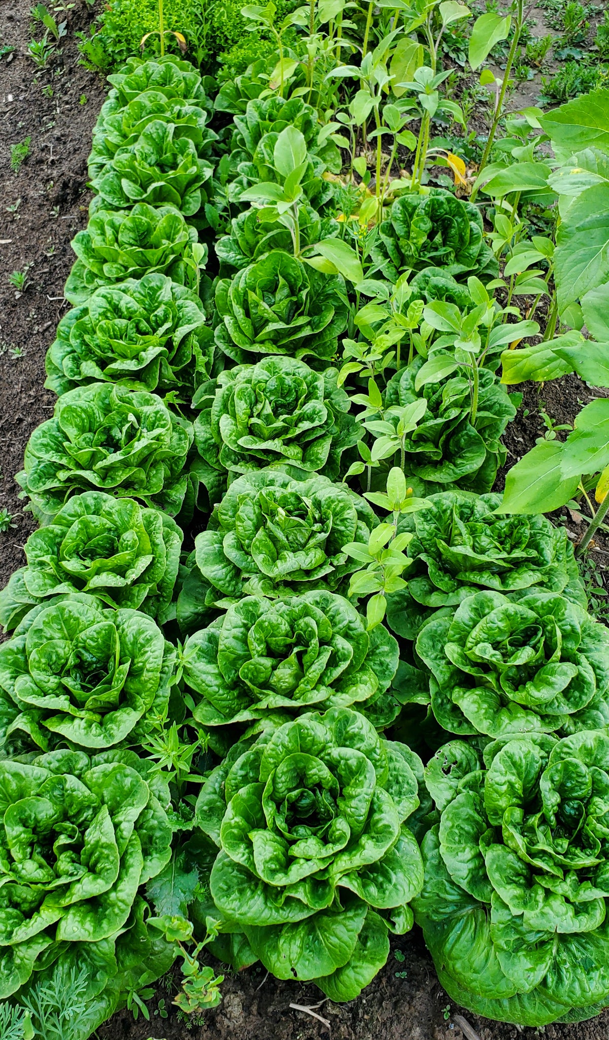 Romaine Lettuce Seeds