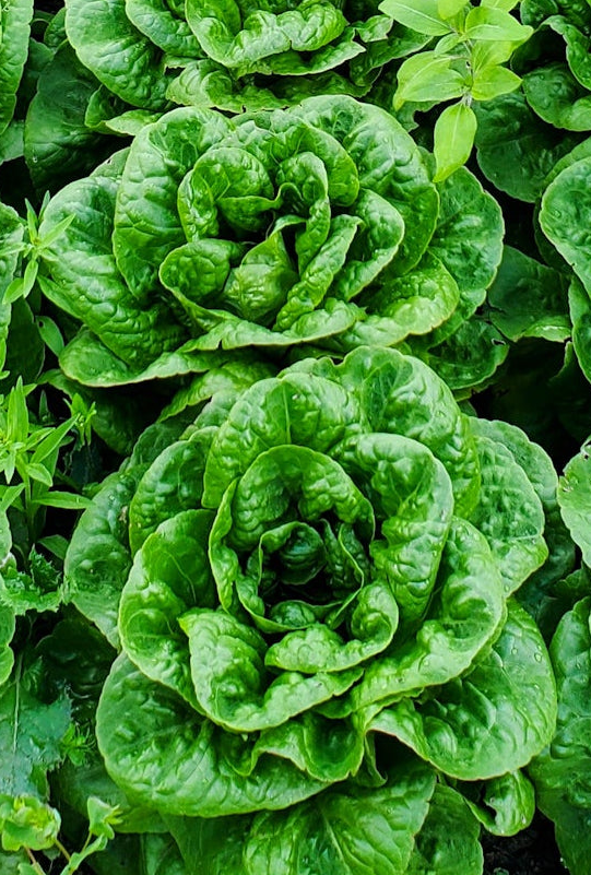 Romaine Lettuce Seeds