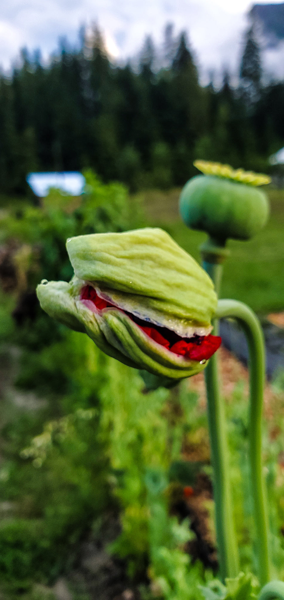 Opium Poppy Seeds