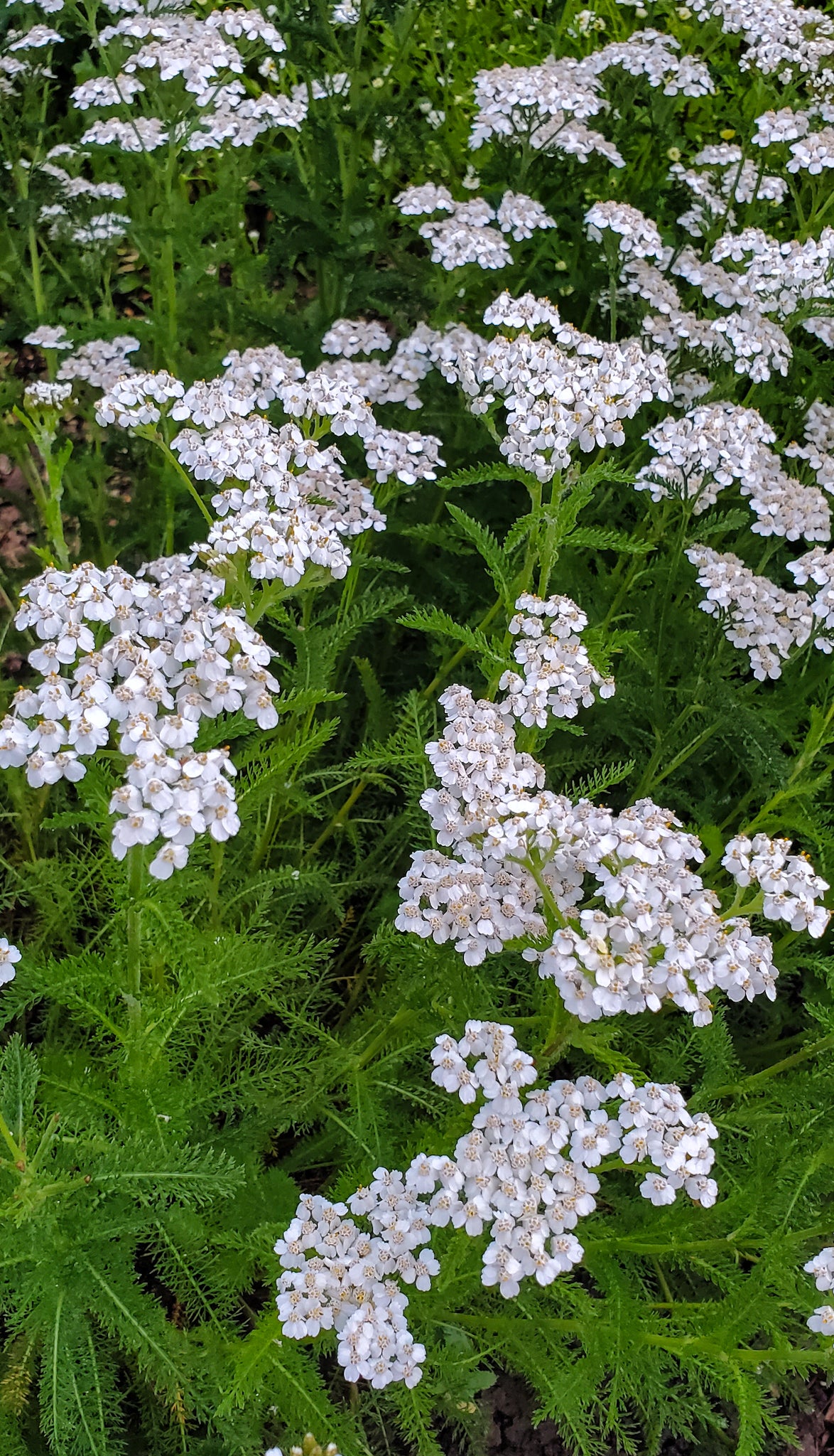 Yarrow Seeds