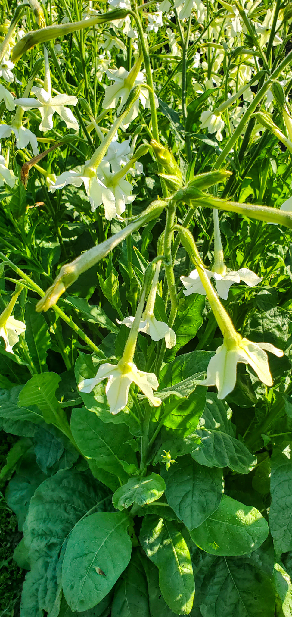 Jasmine Tobacco Seeds