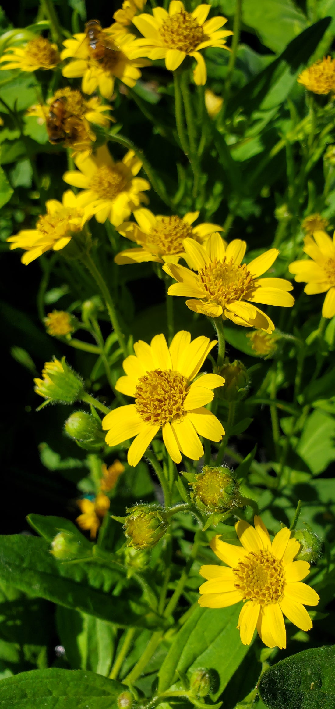 Arnica Body Oil