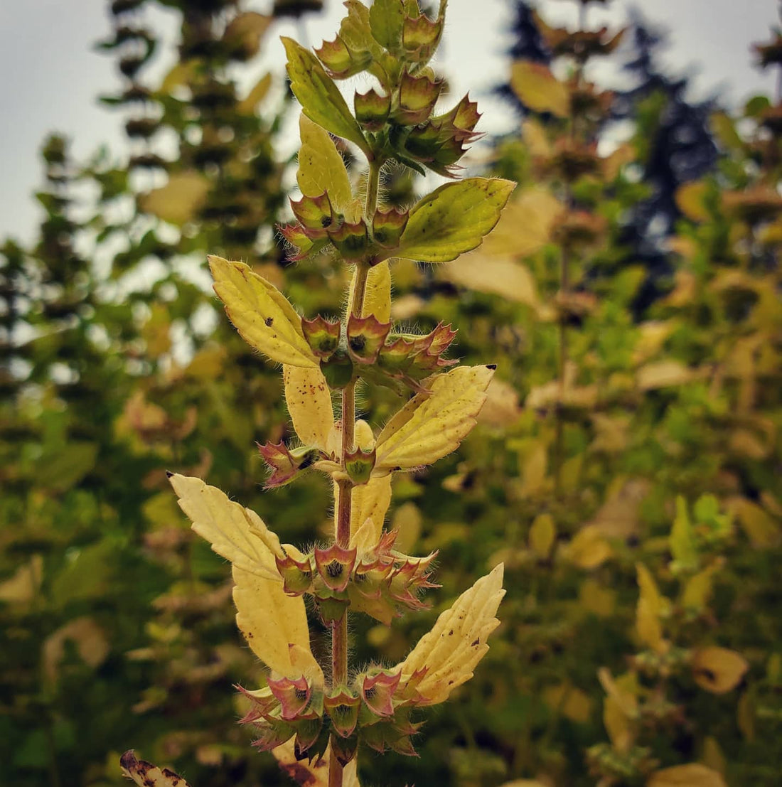 Lemon Balm Seeds