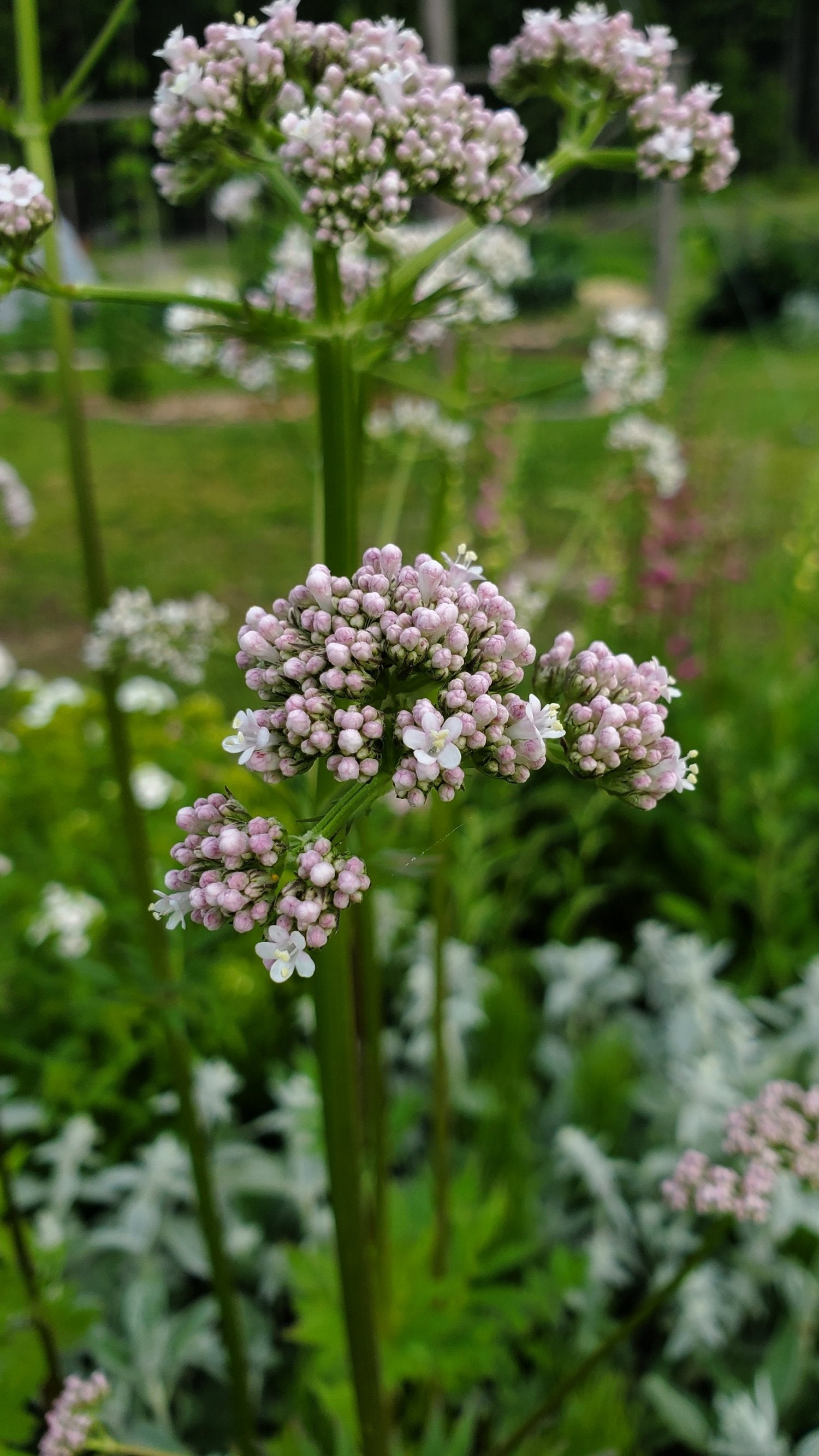 Valerian Seeds