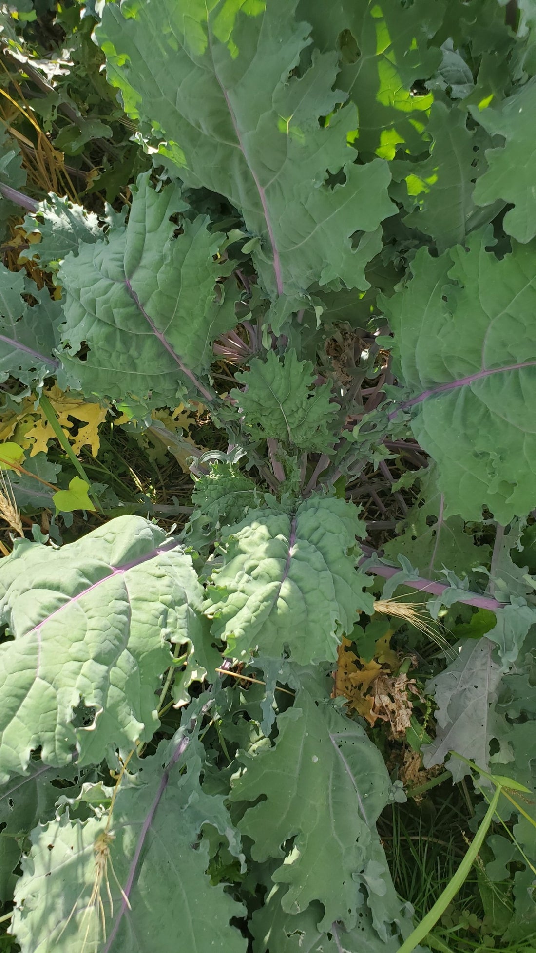 Red Russian Kale Seeds