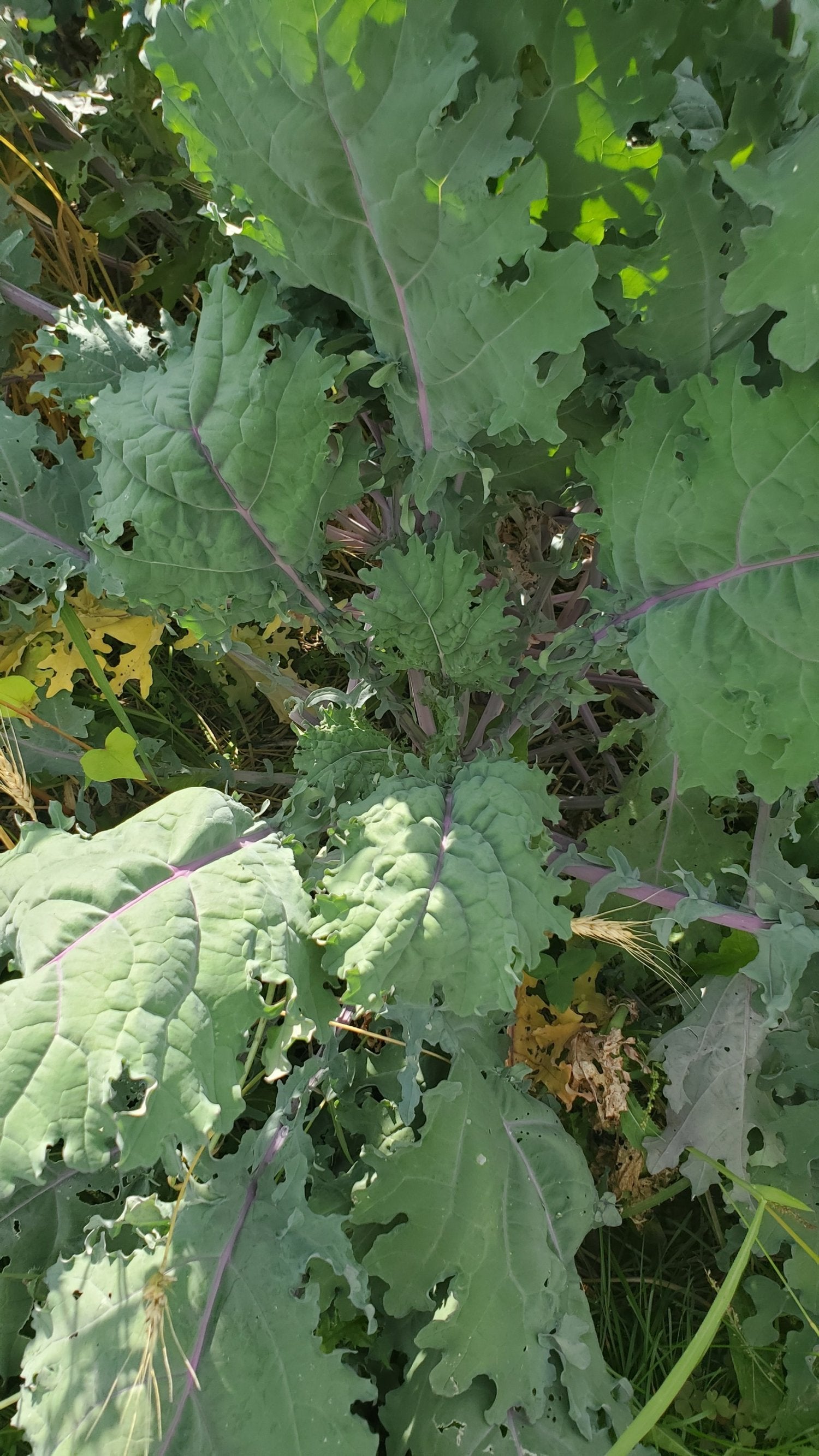 Red Russian Kale Seeds