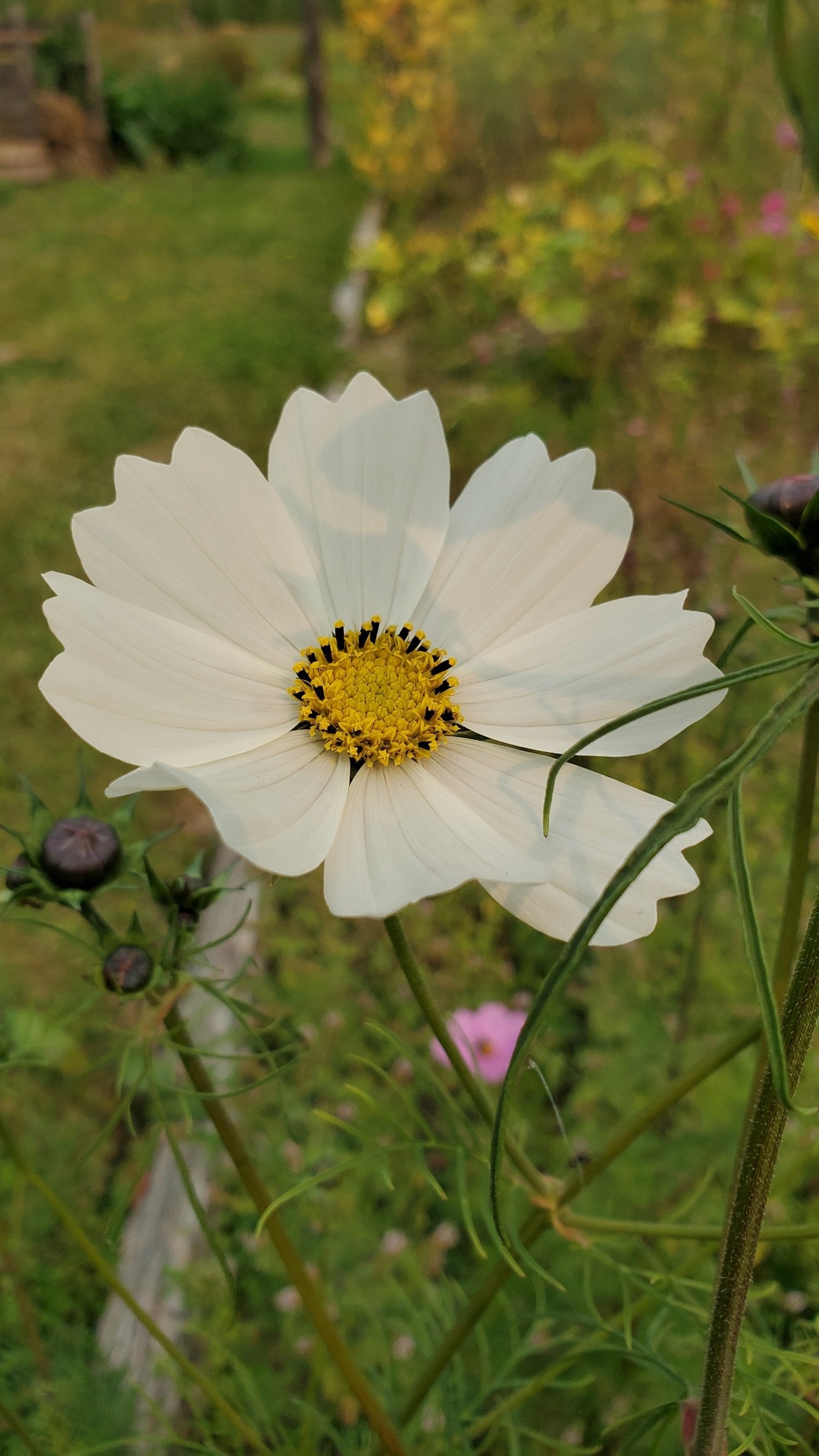 Cosmo Flower Seeds