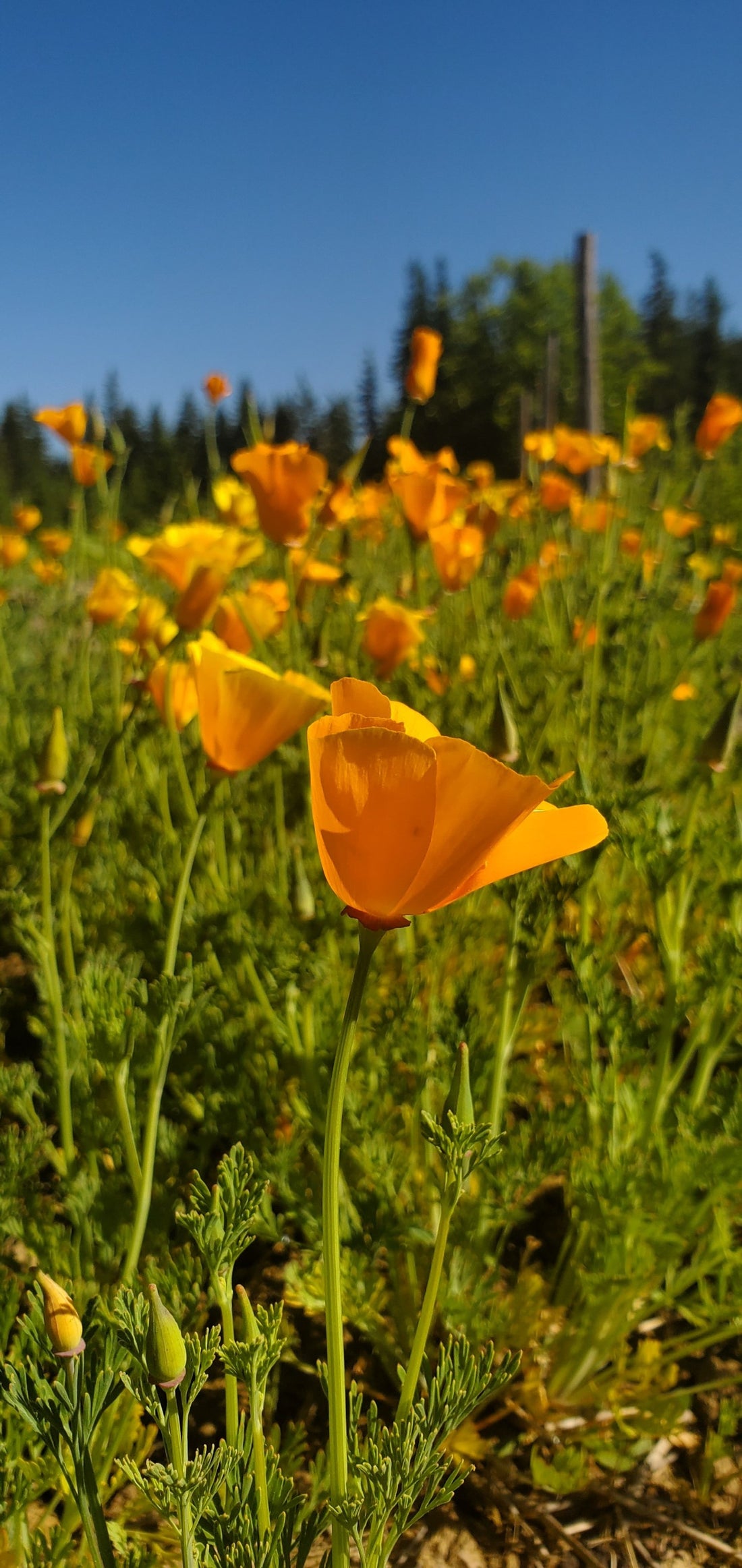 California Poppy Seeds