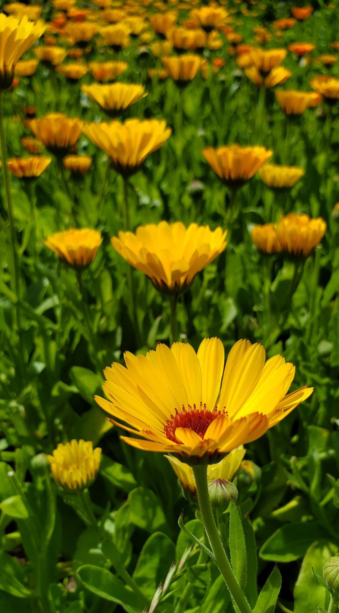 Calendula Seeds