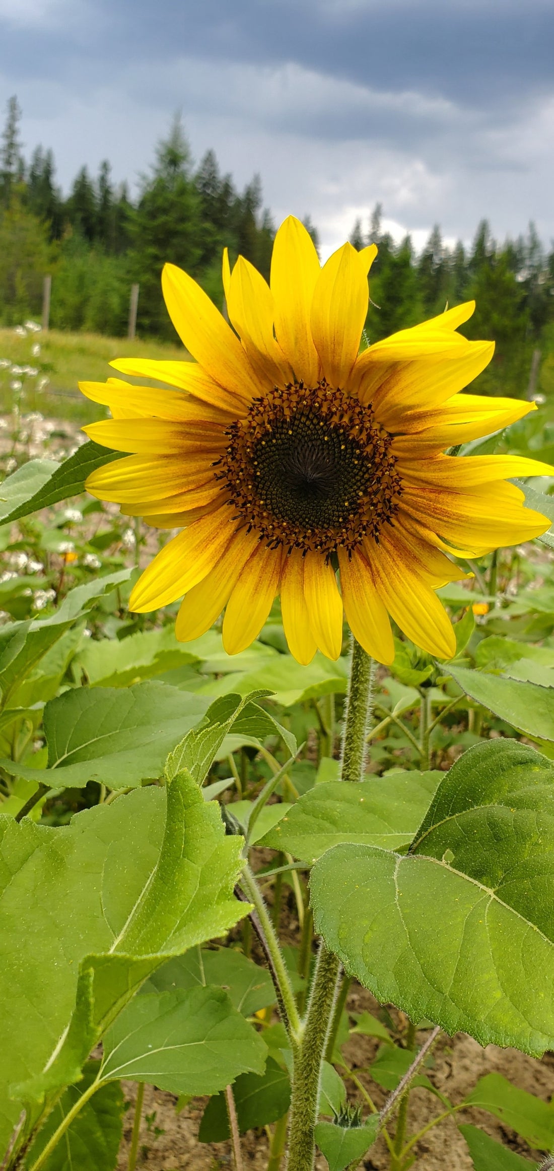 Sunflower Seed Blend