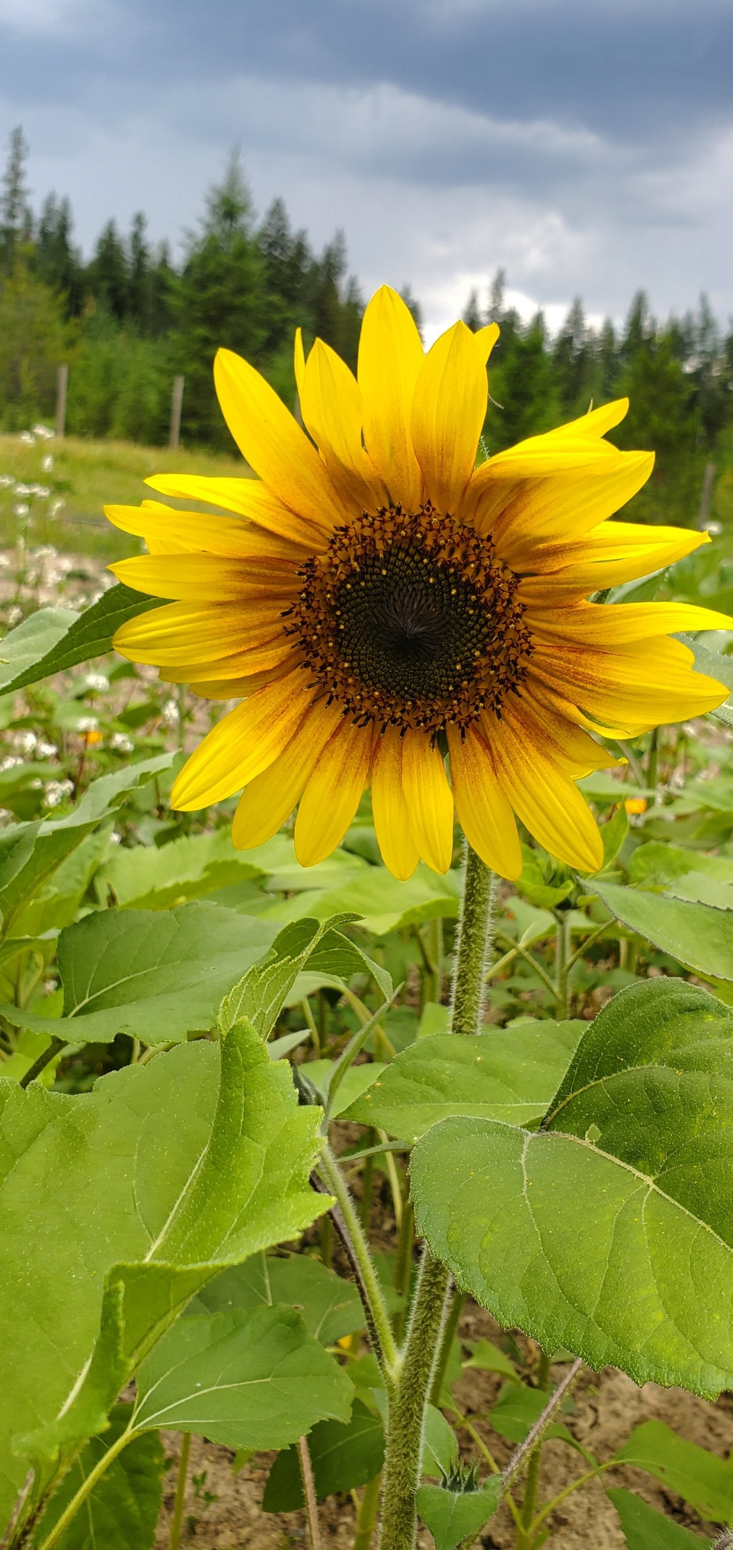 Sunflower Seed Blend