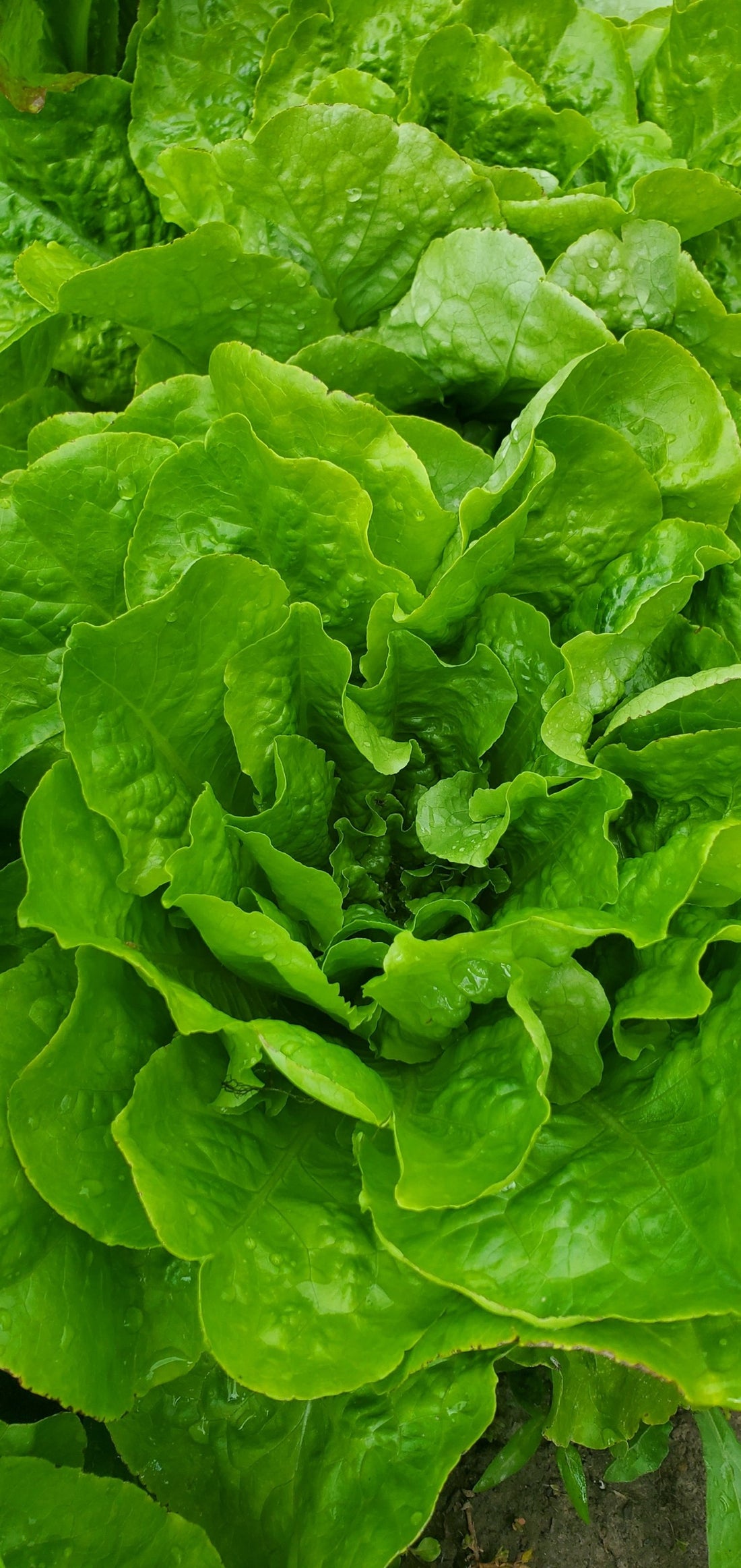 Butter Lettuce Seeds