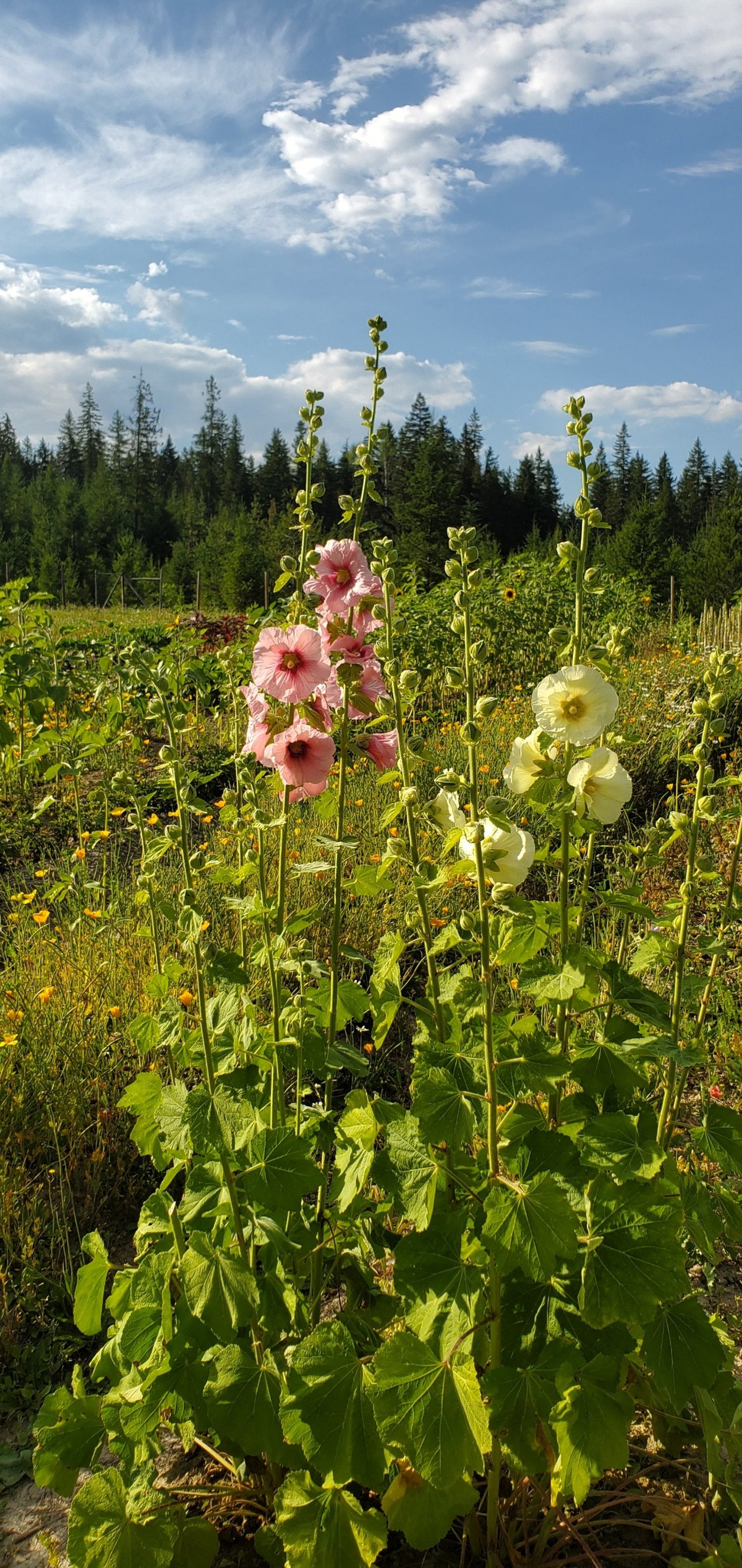 Hollyhocks Seeds