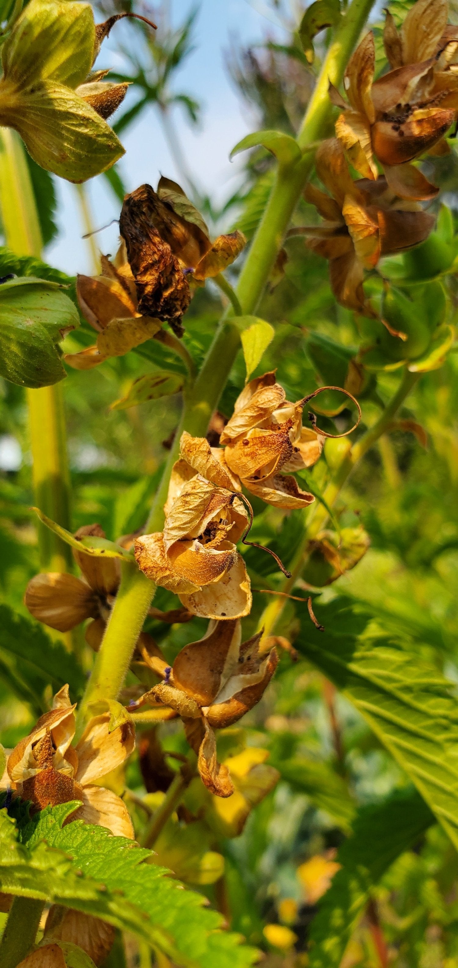 Foxglove Seeds
