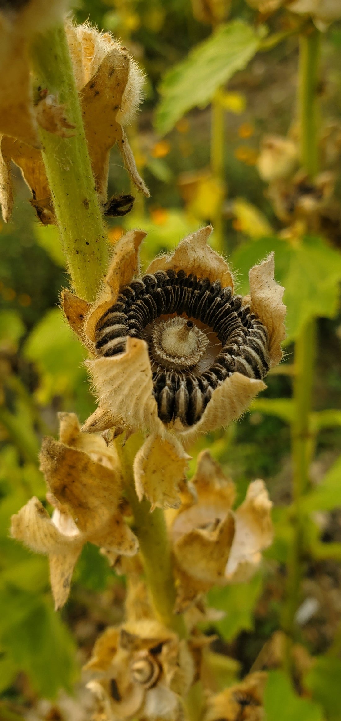 Hollyhocks Seeds