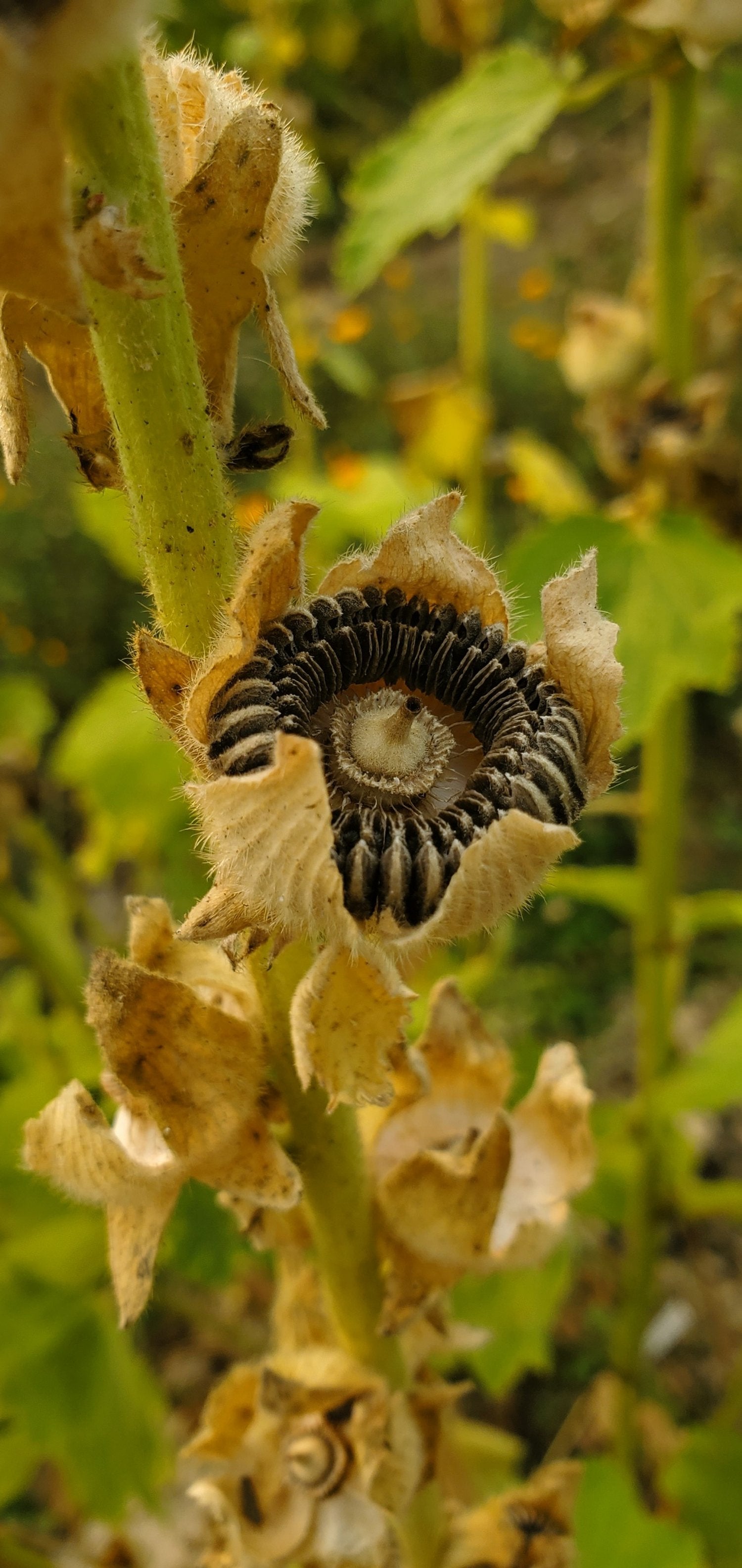 Hollyhocks Seeds