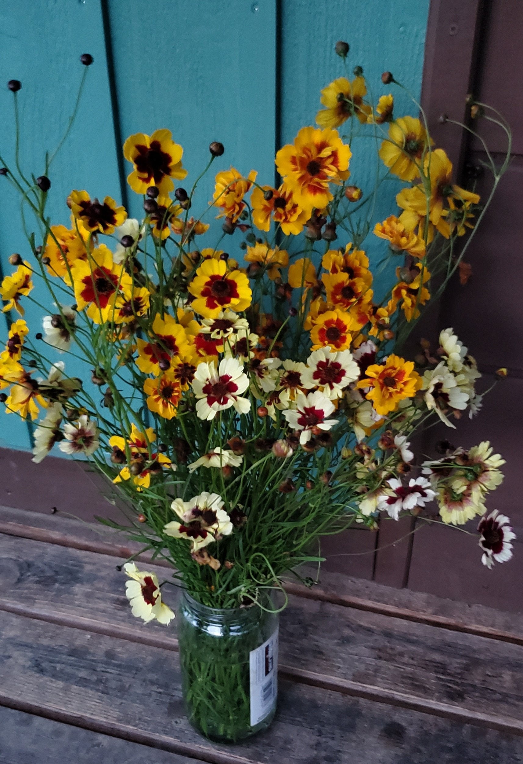 Coreopsis Seeds