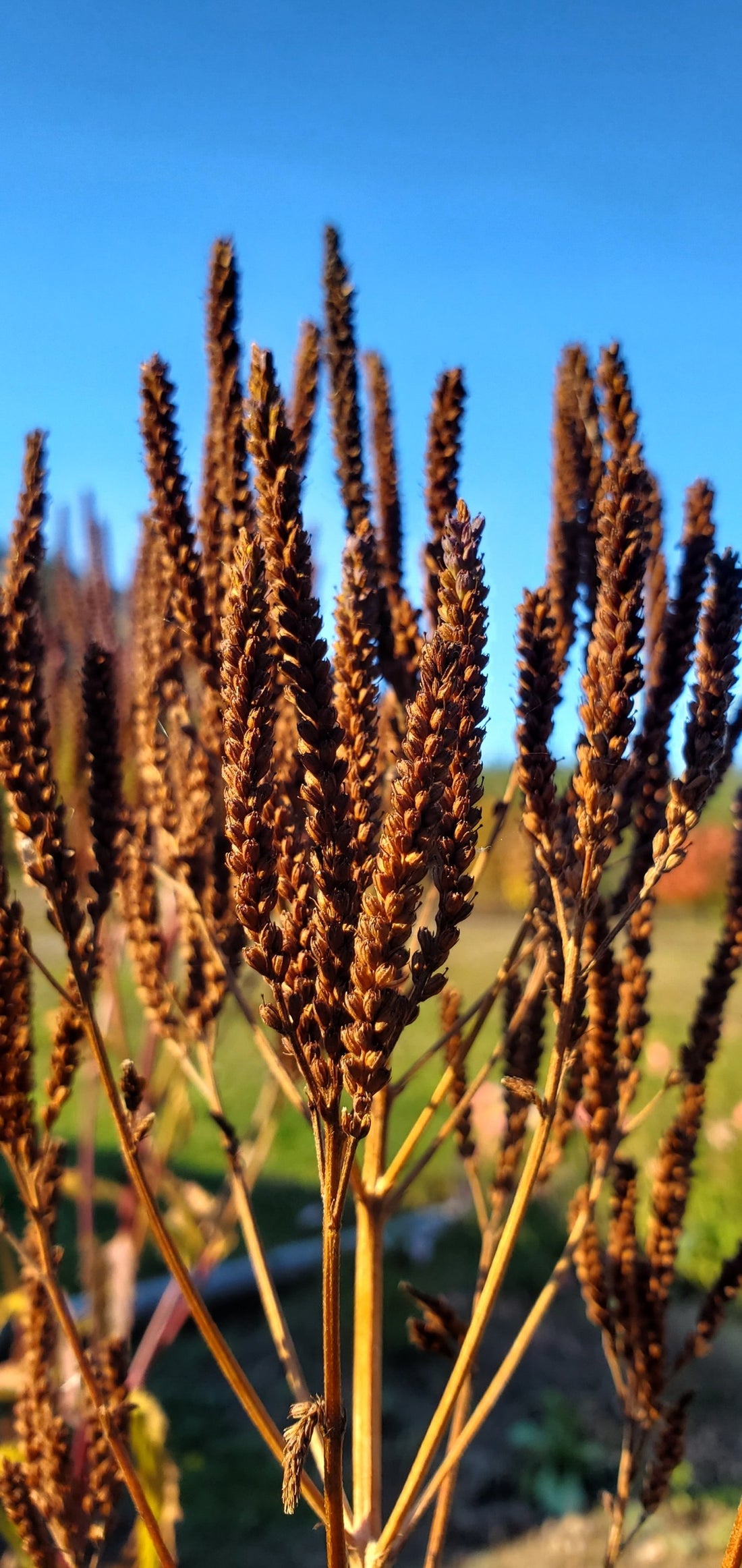 Blue Vervain Seeds