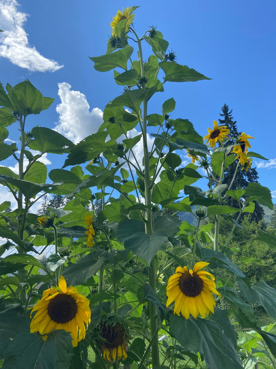 Sunflower Seed Blend